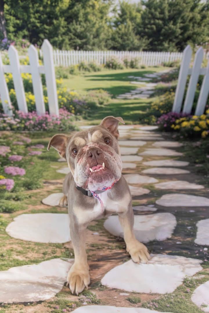 Enlarge Miku, a Adoptable English Bulldog in Mesa, AZ image 3/6