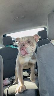 Enlarge Miku, a Adoptable English Bulldog in Mesa, AZ image 4/6