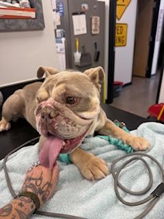 Enlarge Miku, a Adoptable English Bulldog in Mesa, AZ image 5/6