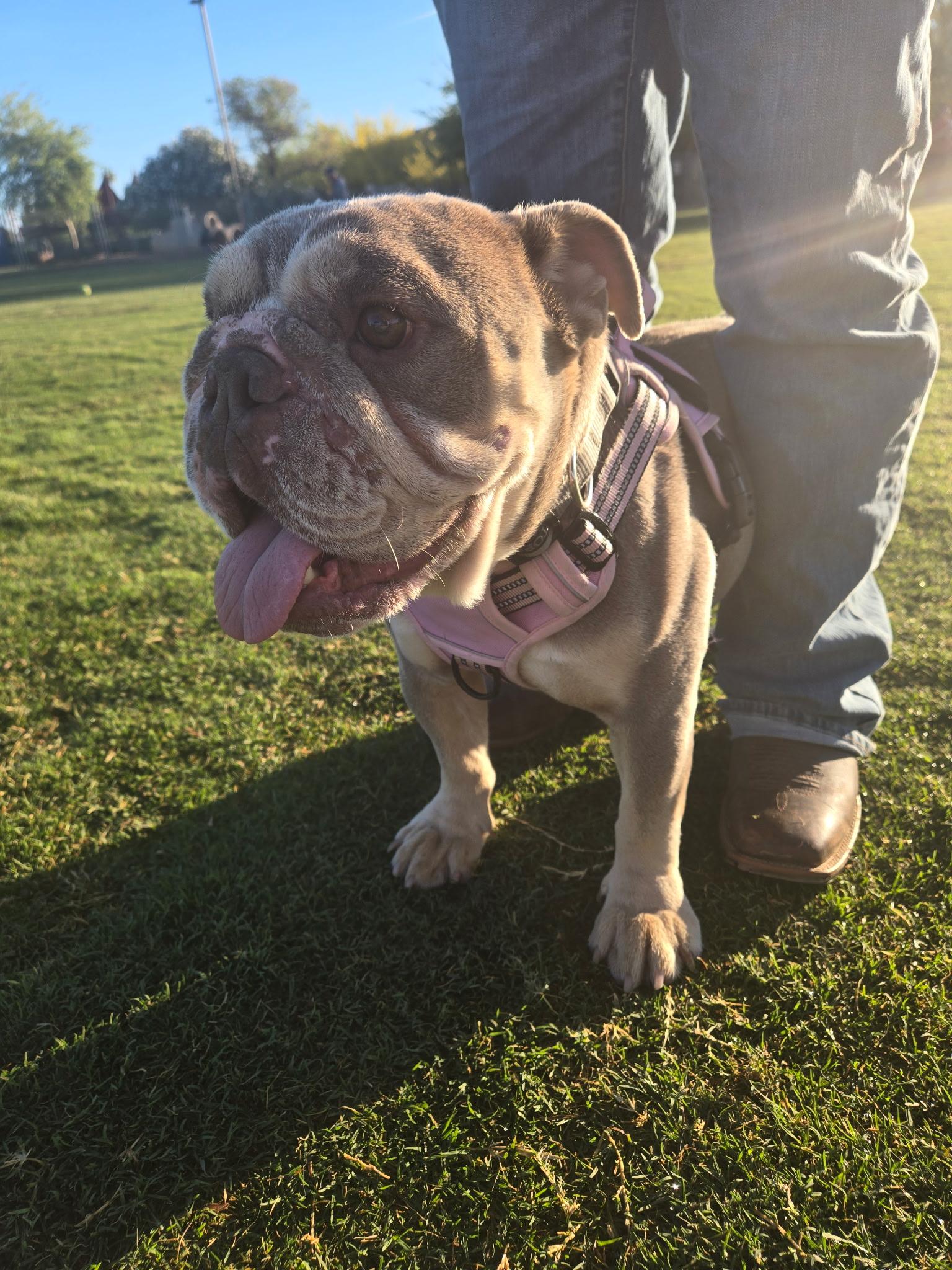 Enlarge Miku, a Adoptable English Bulldog in Mesa, AZ image 6/6