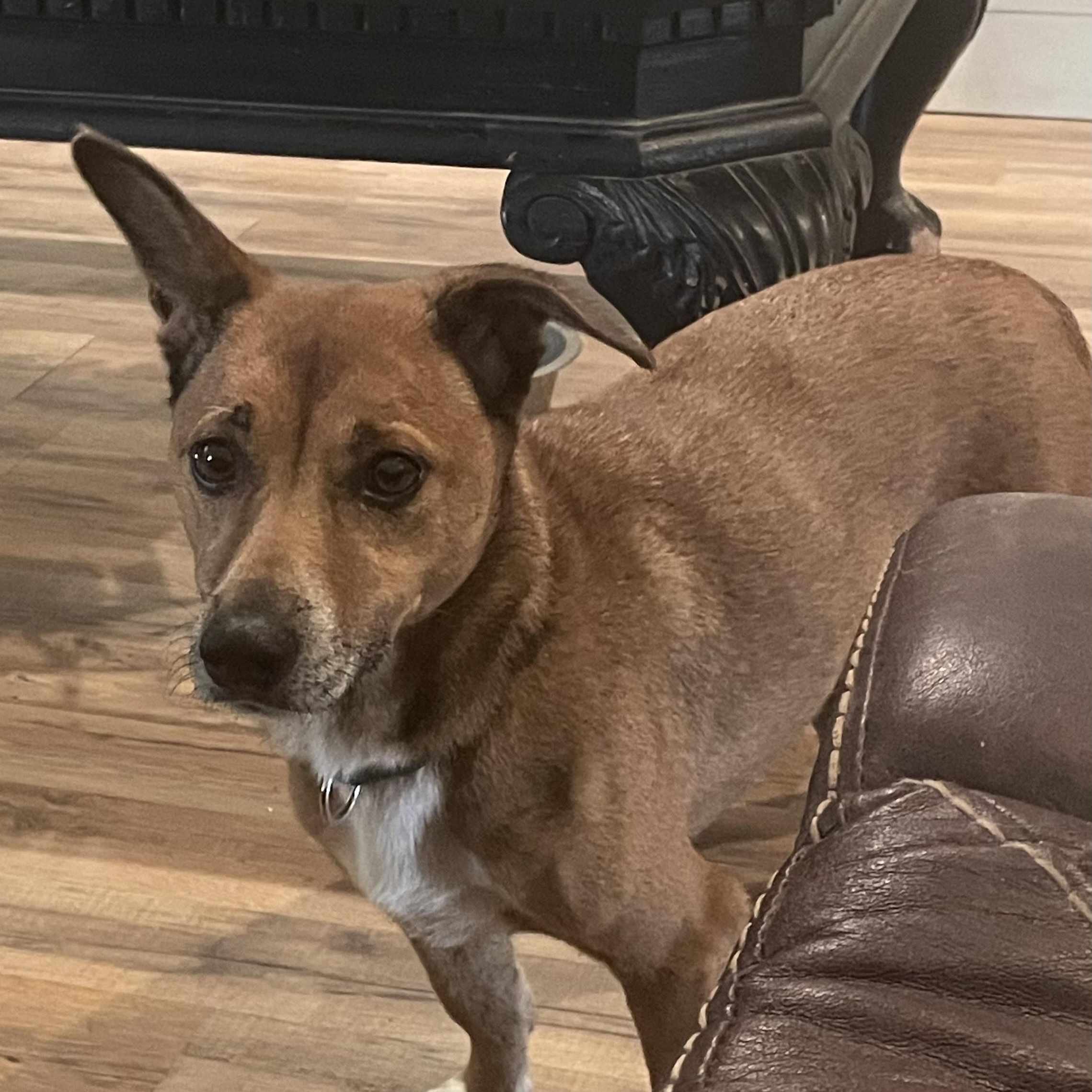 Ryder, a Adoptable mixed breed in Royse City, TX image 1/5