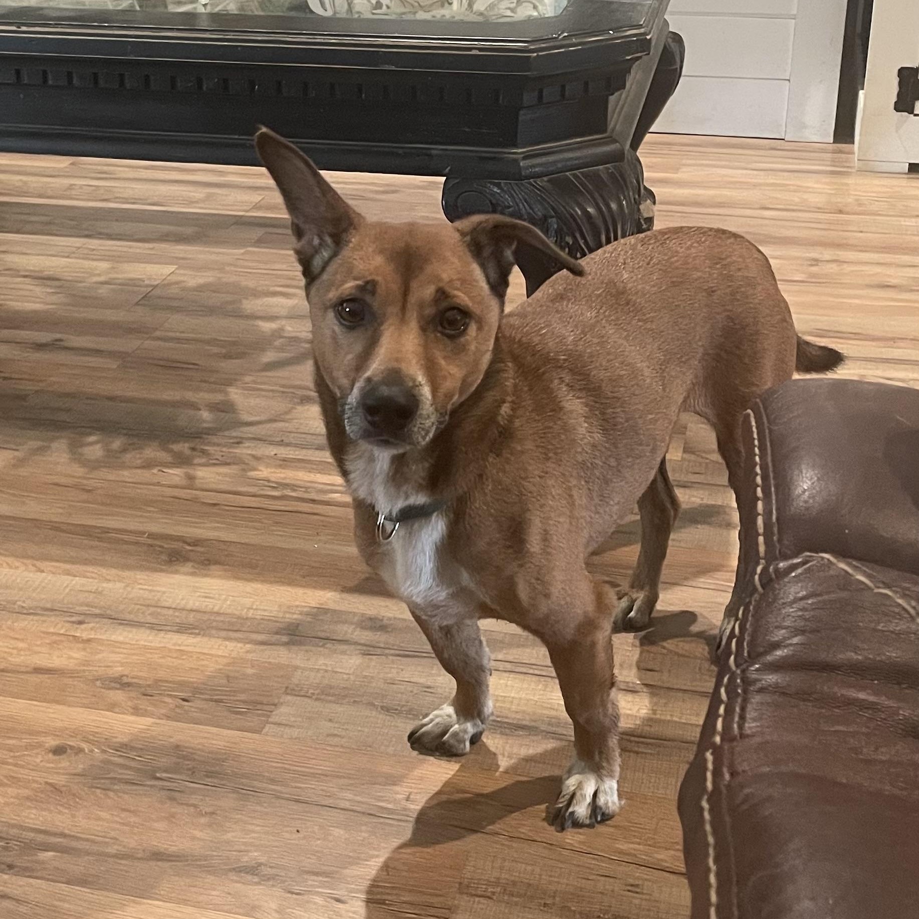 Ryder, a Adoptable mixed breed in Royse City, TX image 2/5