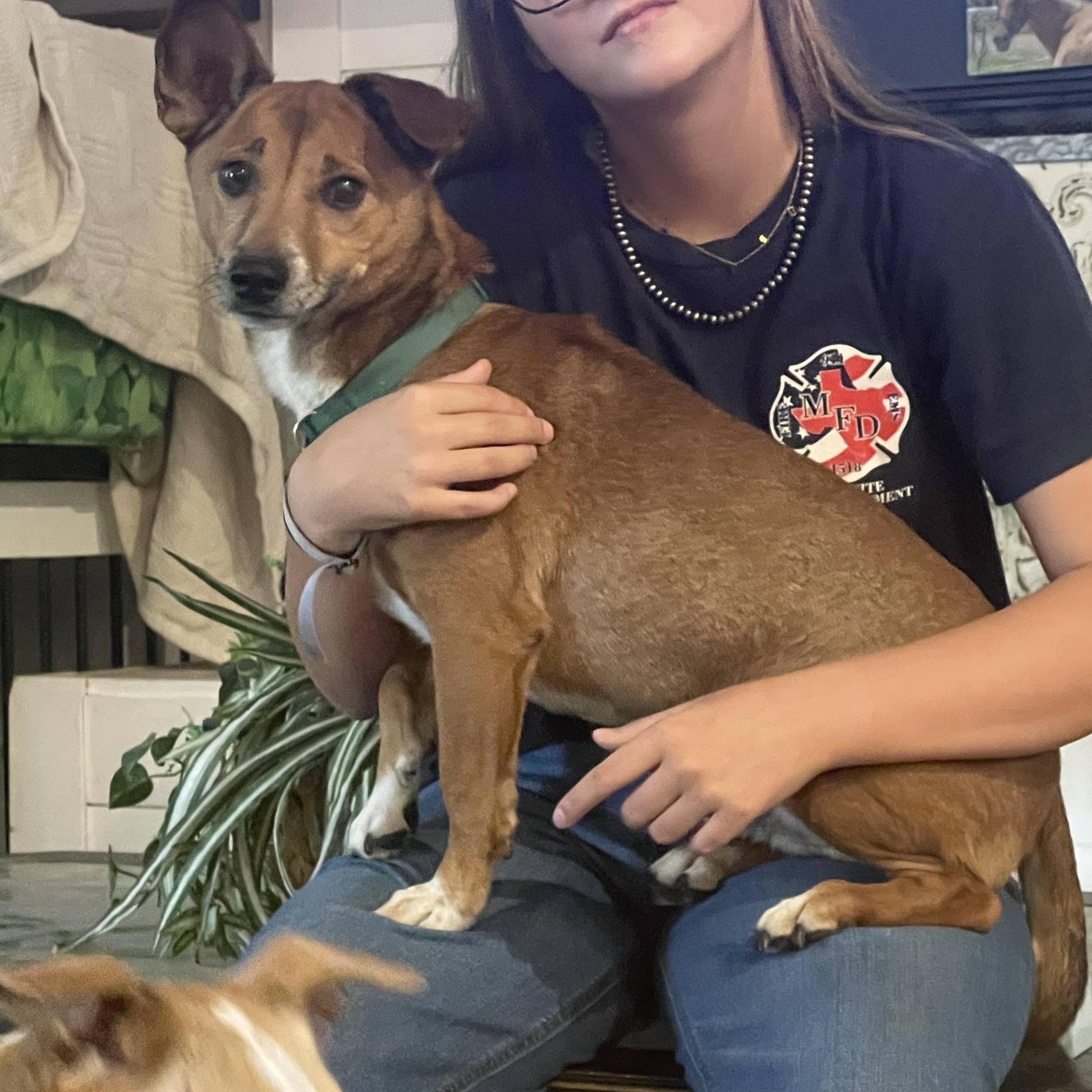 Ryder, a Adoptable mixed breed in Royse City, TX image 5/5