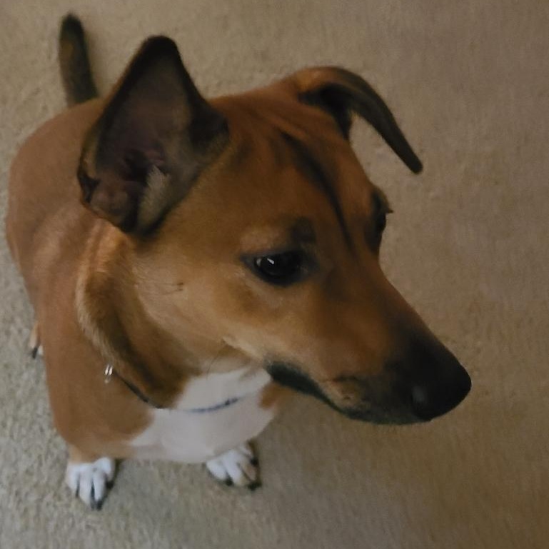 Ryder, a Adoptable mixed breed in Royse City, TX image 3/5