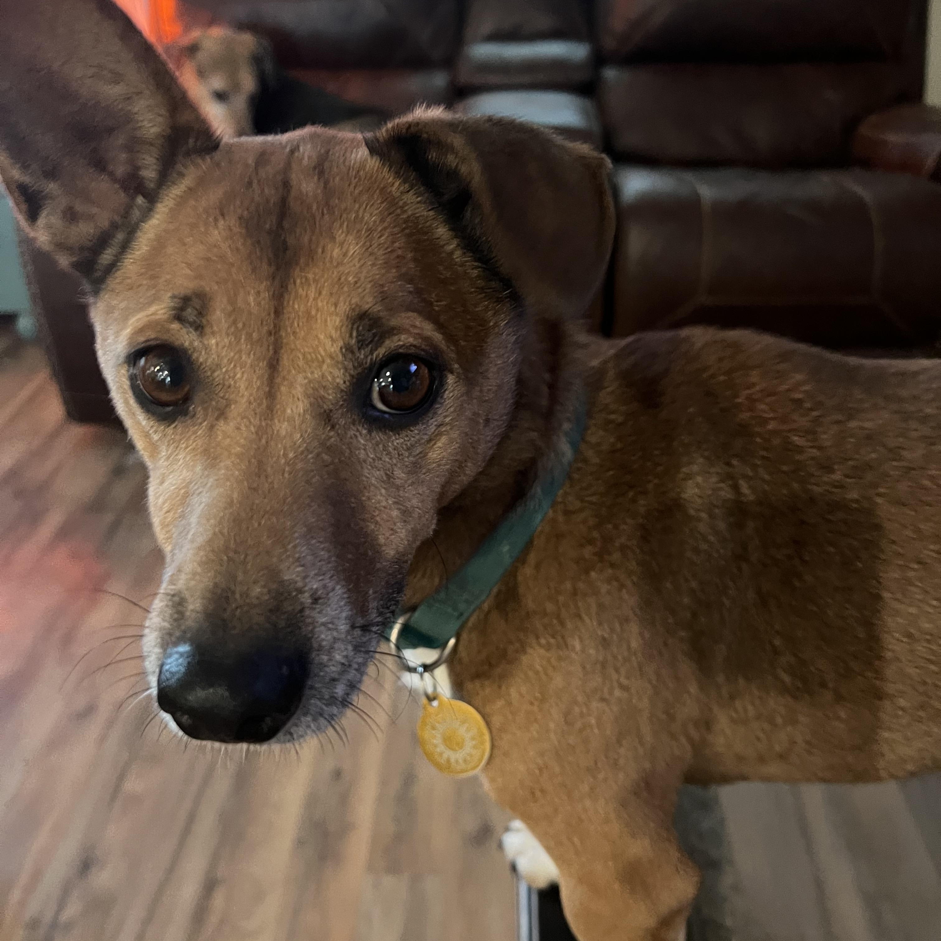 Ryder, a Adoptable mixed breed in Royse City, TX image 4/5