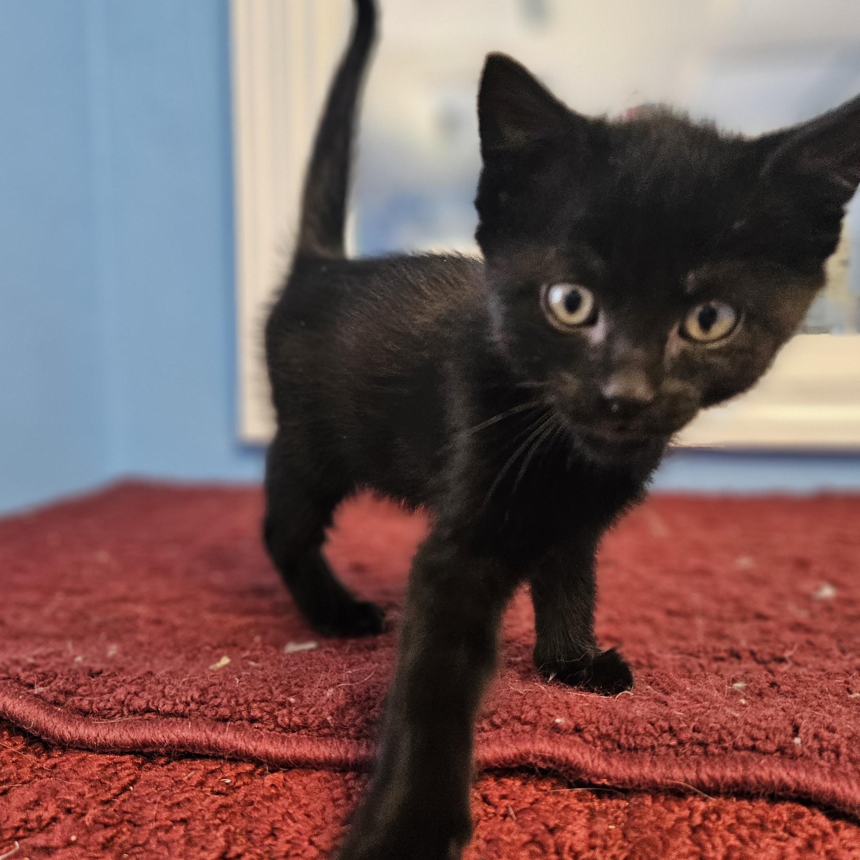 Tookie, an adoptable Domestic Short Hair in Polson, MT, 59860 | Photo Image 1
