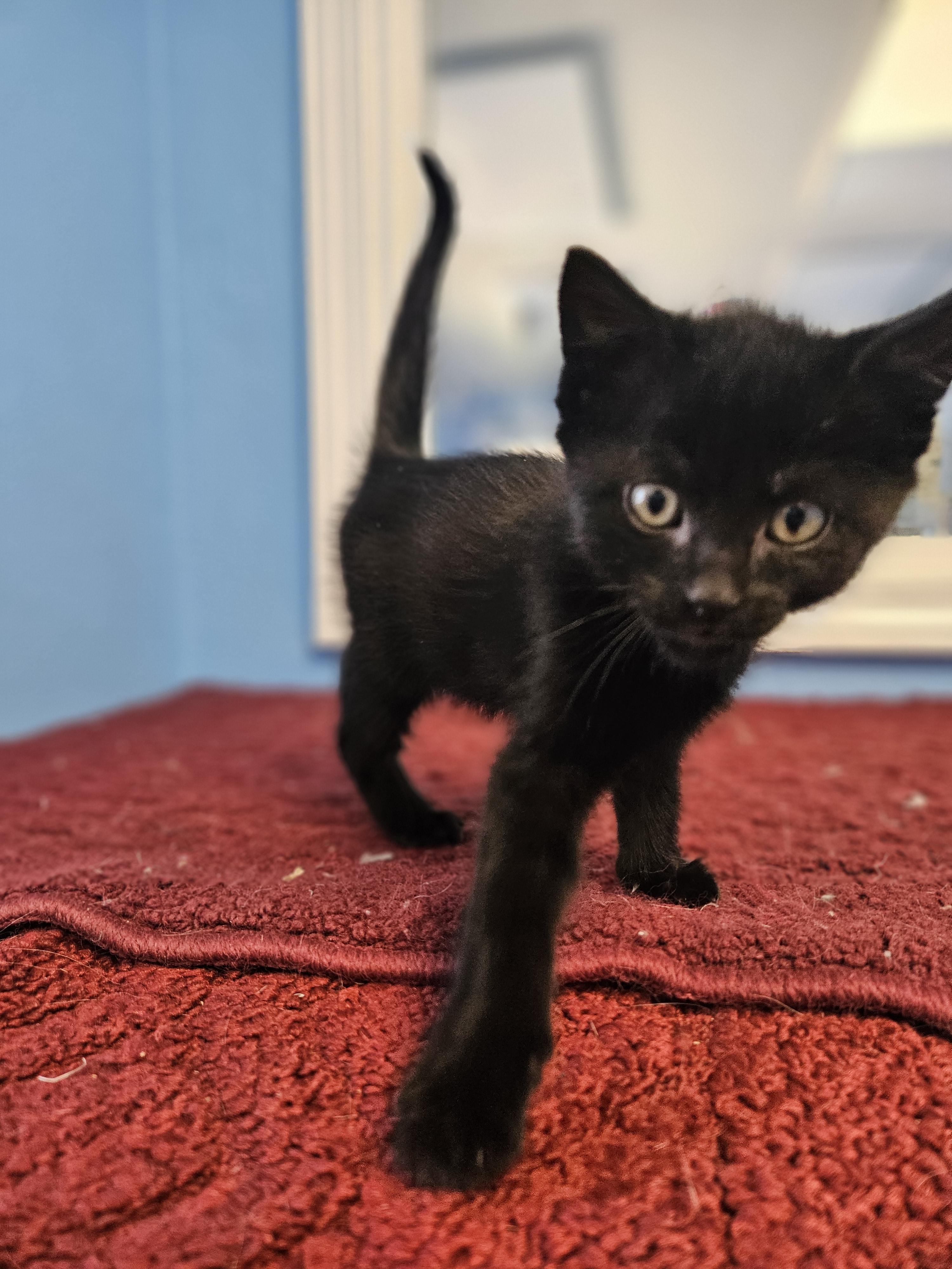 Tookie, an adoptable Domestic Short Hair in Polson, MT, 59860 | Photo Image 1