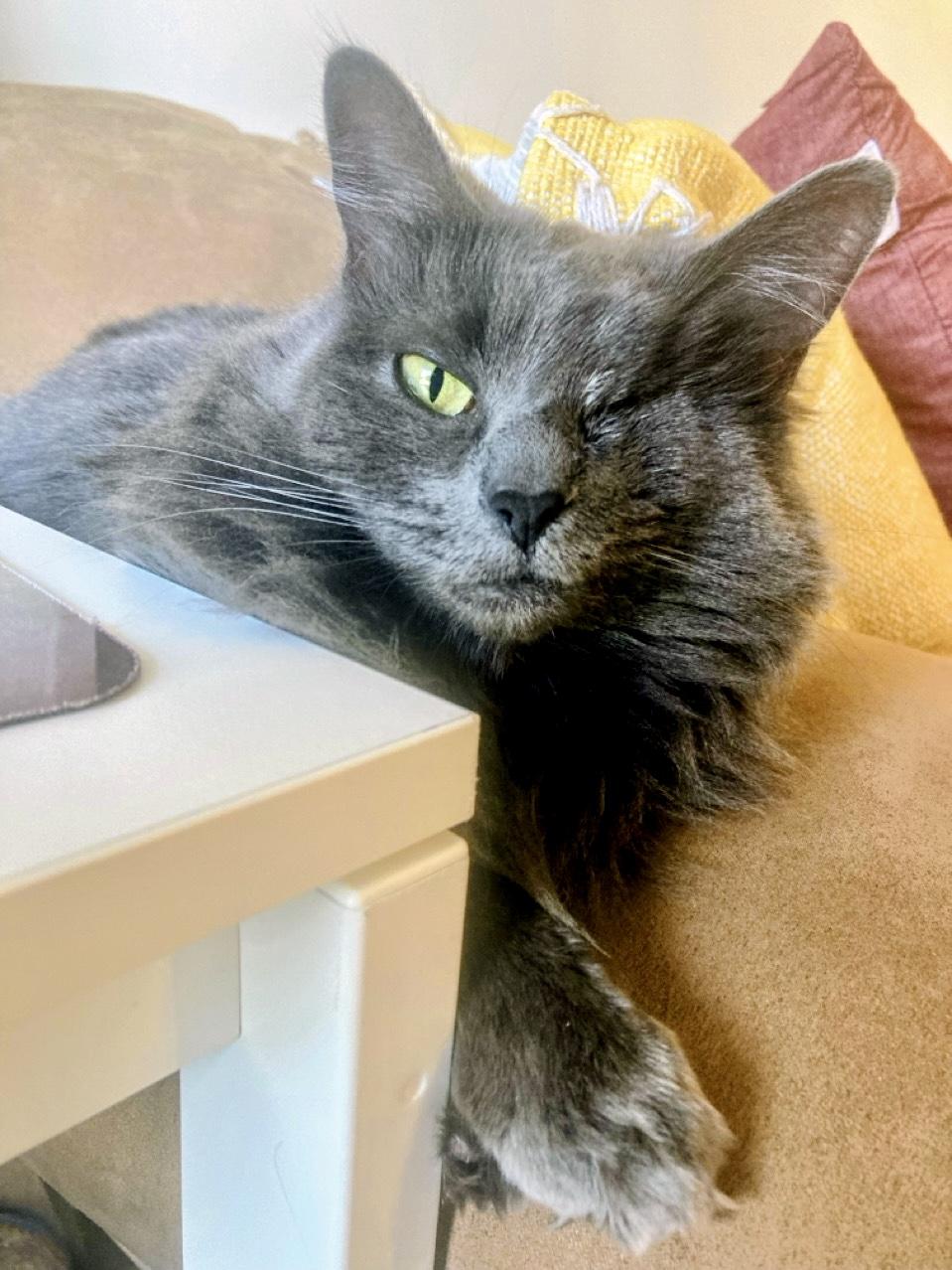 Enlarge Angelique, a ADOPTABLE Domestic Medium Hair in Apex, NC image 5/6