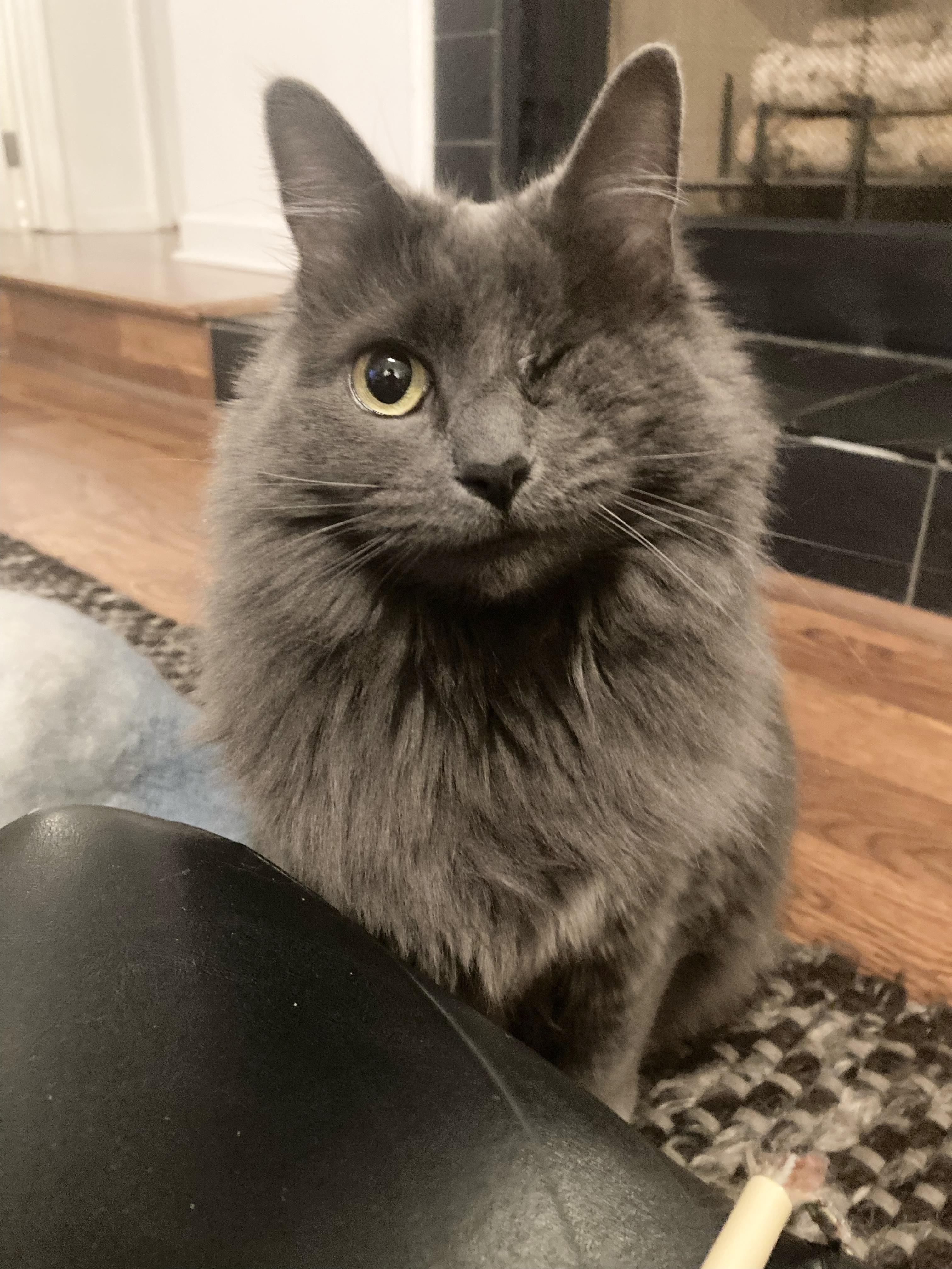 Enlarge Angelique, a ADOPTABLE Domestic Medium Hair in Apex, NC image 1/6