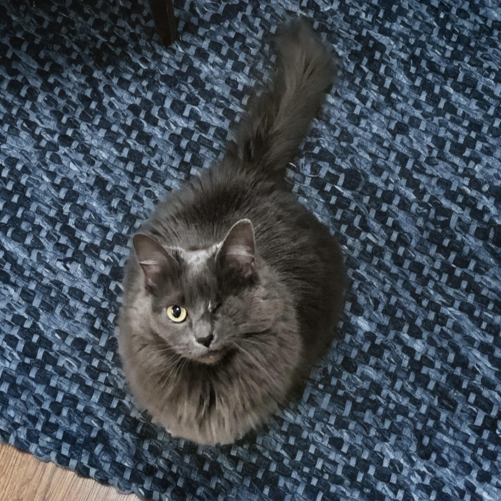 Enlarge Angelique, a ADOPTABLE Domestic Medium Hair in Apex, NC image 6/6