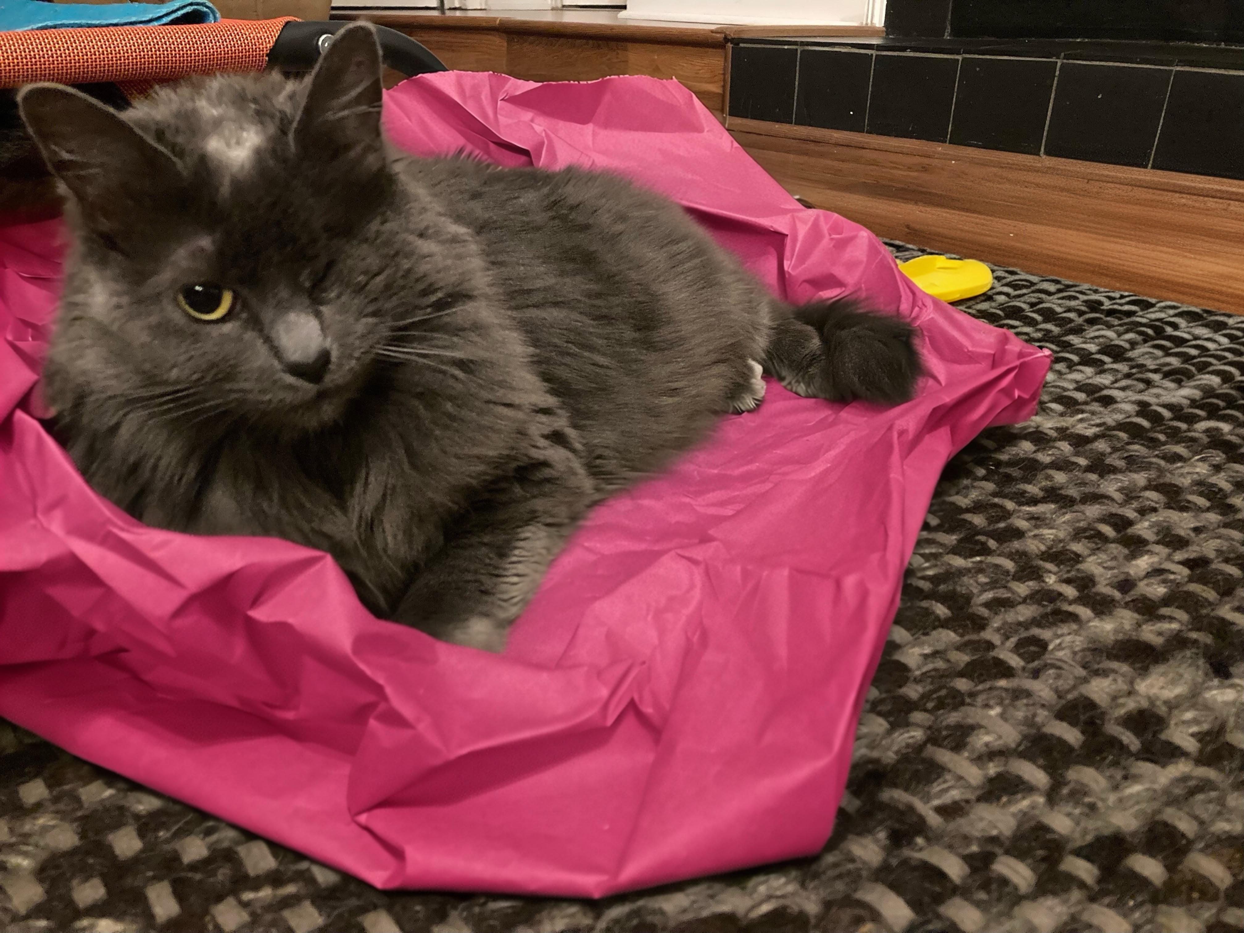 Enlarge Angelique, a ADOPTABLE Domestic Medium Hair in Apex, NC image 2/6