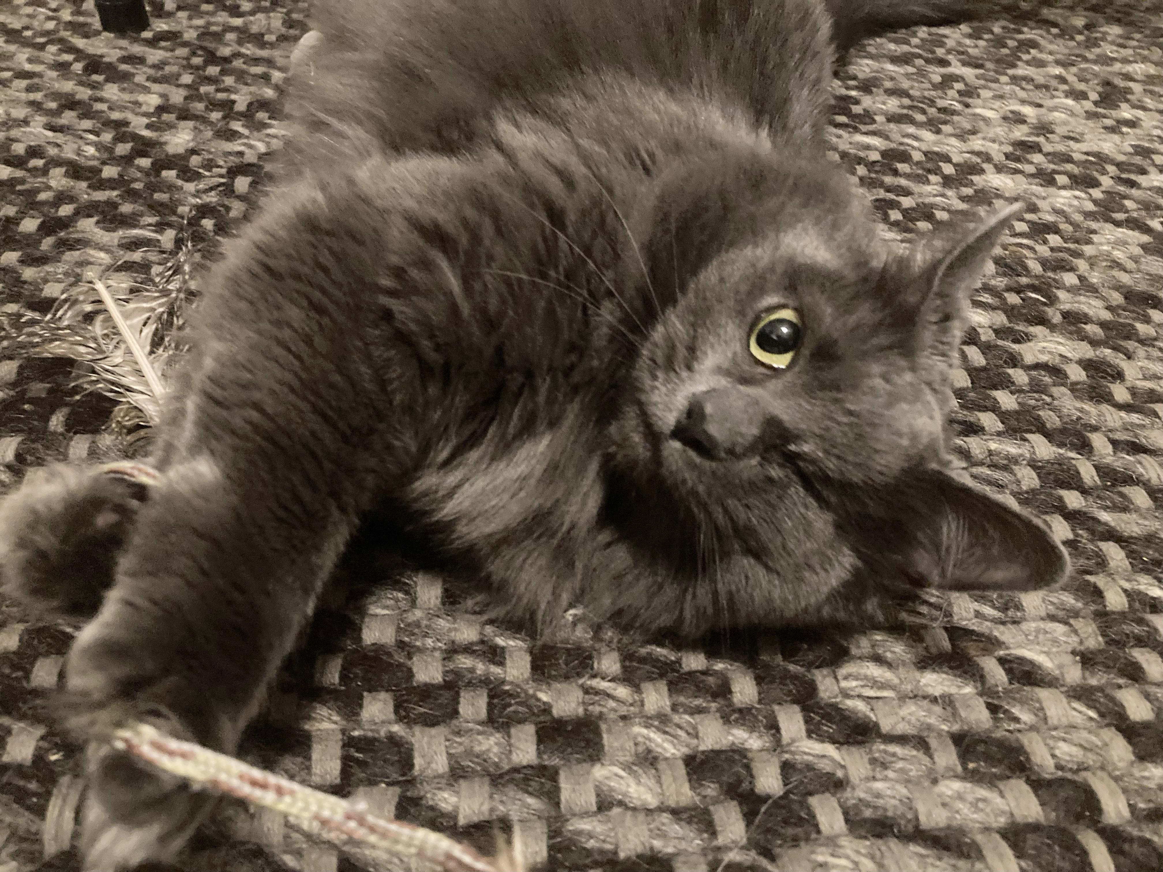 Enlarge Angelique, a ADOPTABLE Domestic Medium Hair in Apex, NC image 3/6