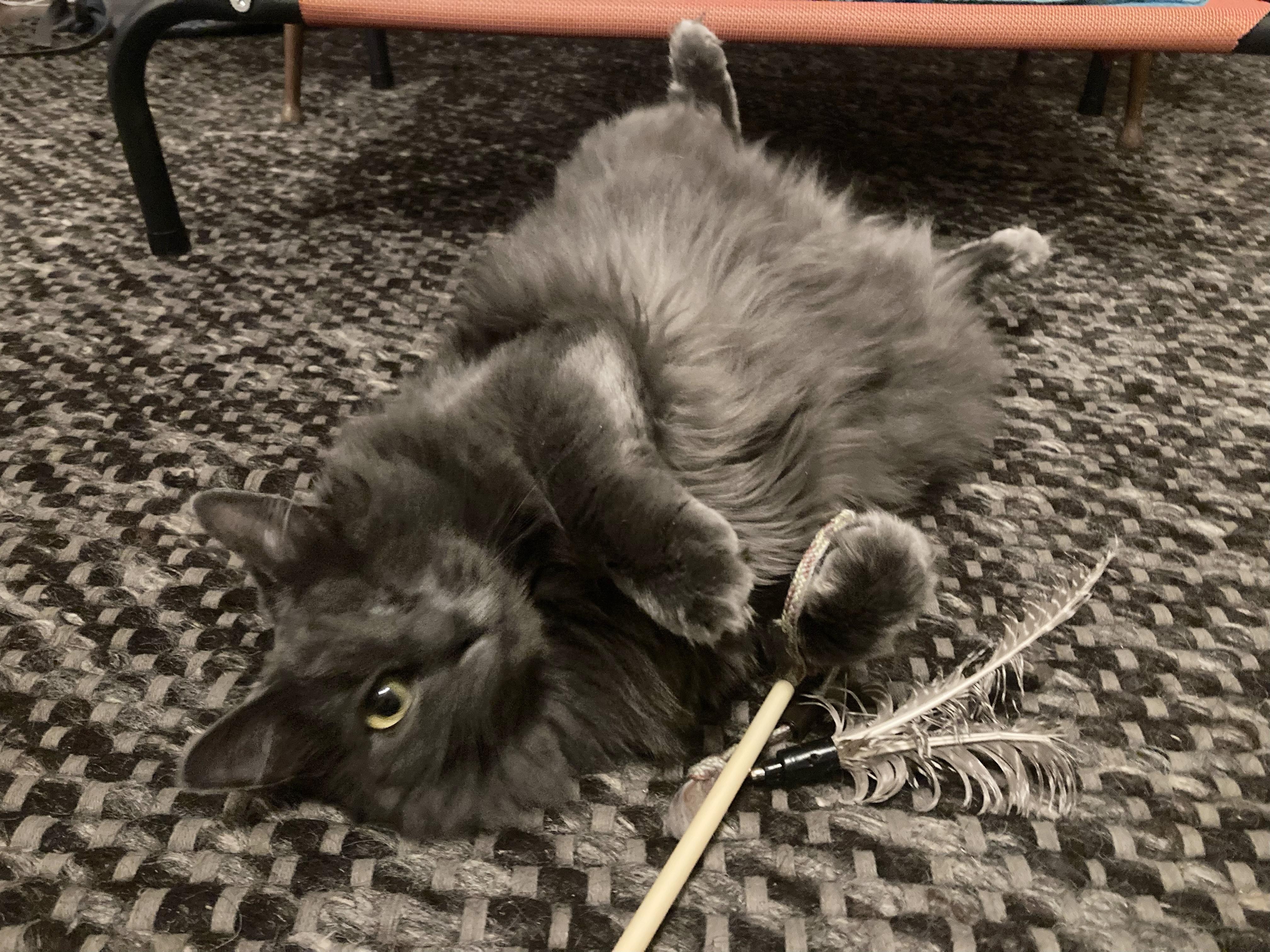 Enlarge Angelique, a ADOPTABLE Domestic Medium Hair in Apex, NC image 4/6