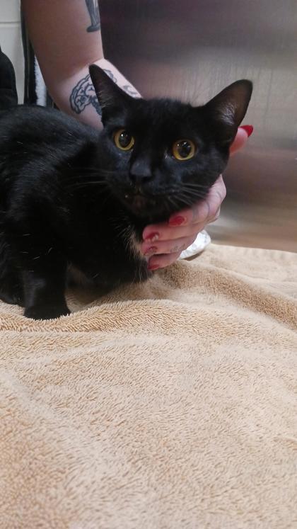 Enlarge Jane Goodall, a Adoptable Domestic Short Hair in Chesapeake, VA image 1/2