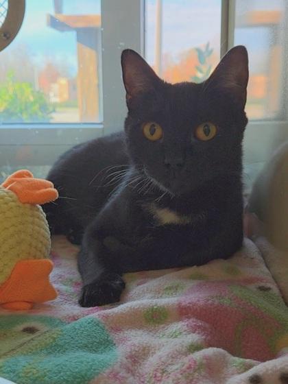 Enlarge Jane Goodall, a Adoptable Domestic Short Hair in Chesapeake, VA image 2/2