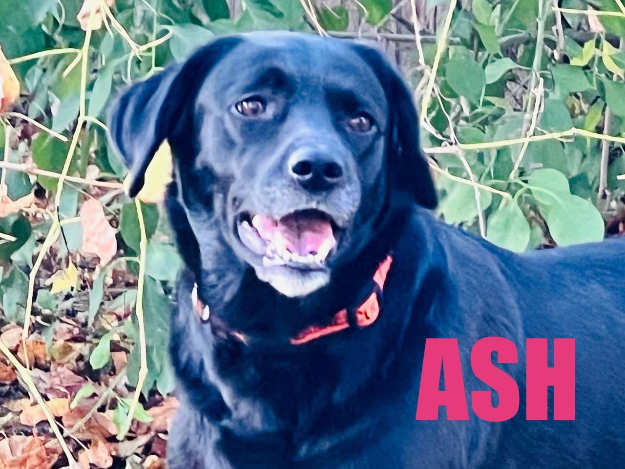 ASH, Adoptable, Adult Female Labrador Retriever.