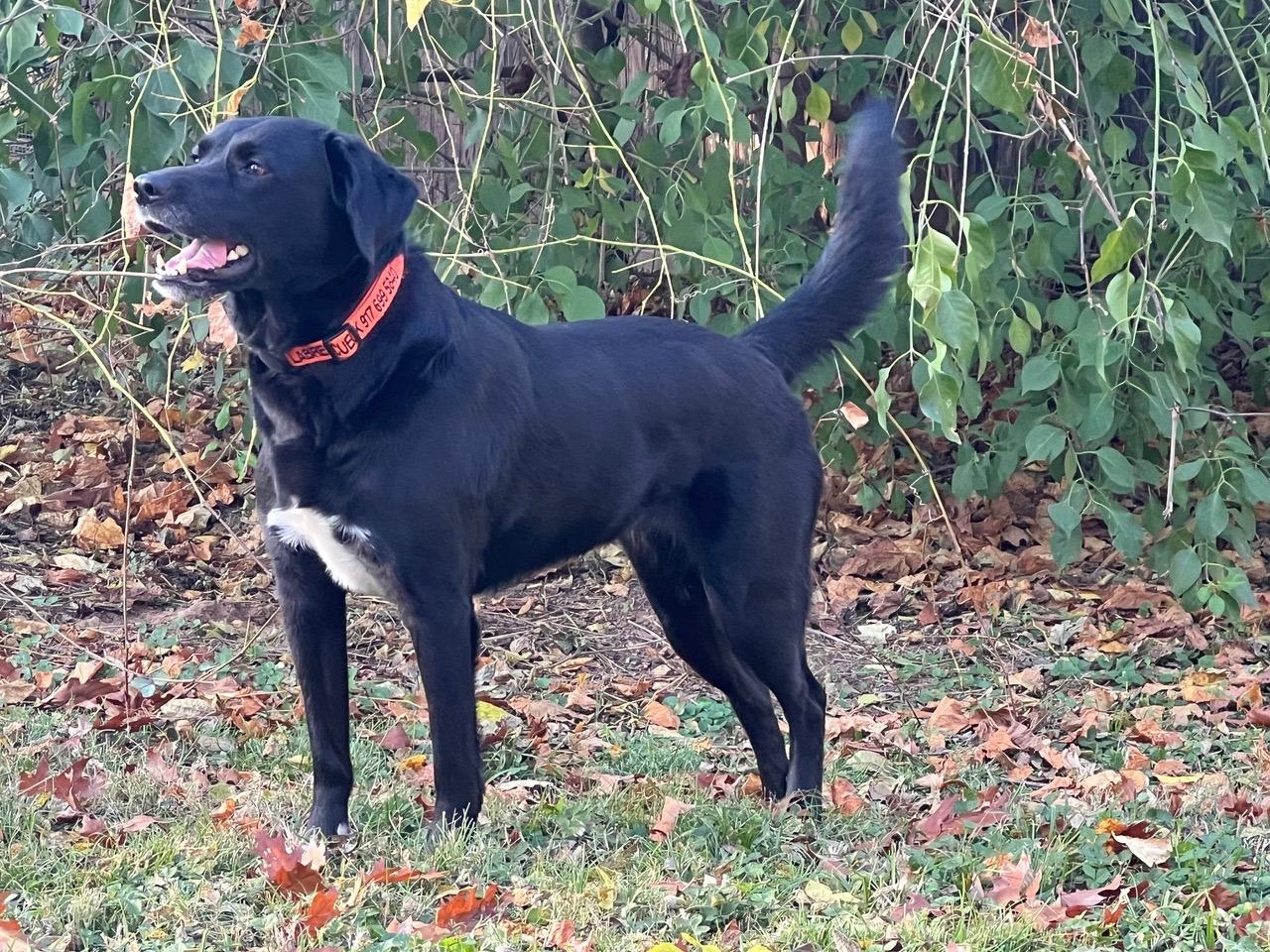 ASH, a Adoptable Labrador Retriever in Broken Arrow, OK image 2/5