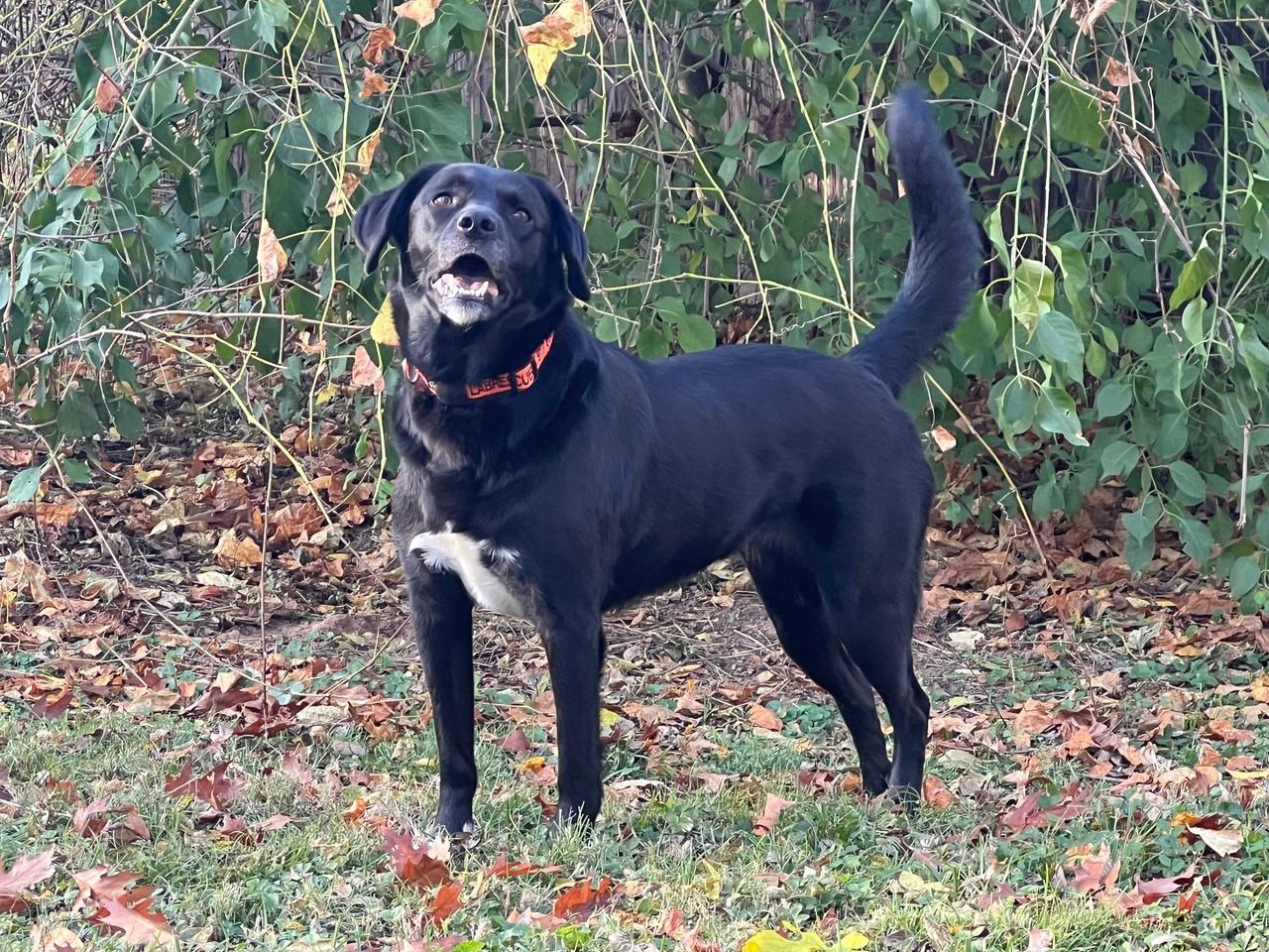 ASH, a Adoptable Labrador Retriever in Broken Arrow, OK image 5/5