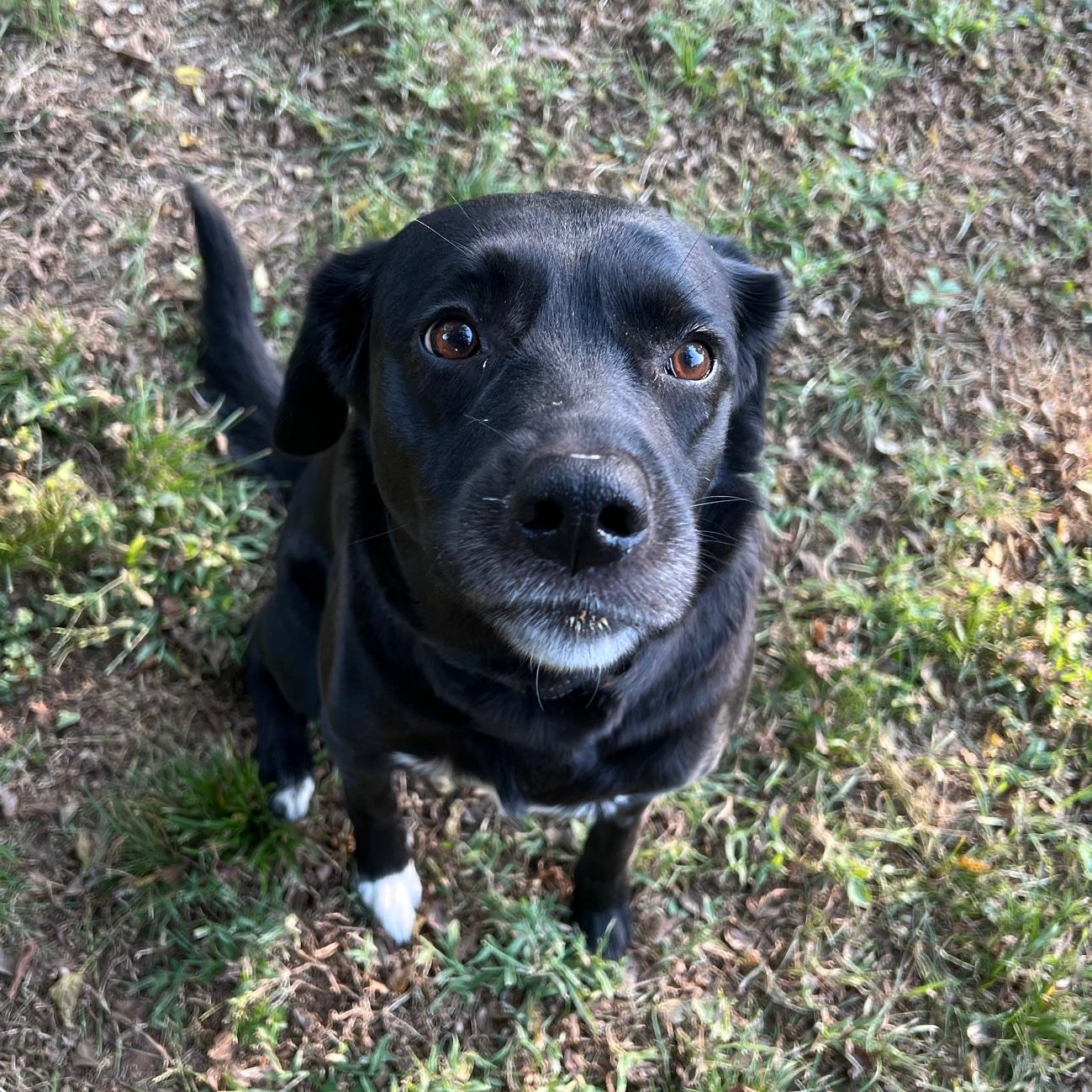 ASH, a Adoptable Labrador Retriever in Broken Arrow, OK image 3/5