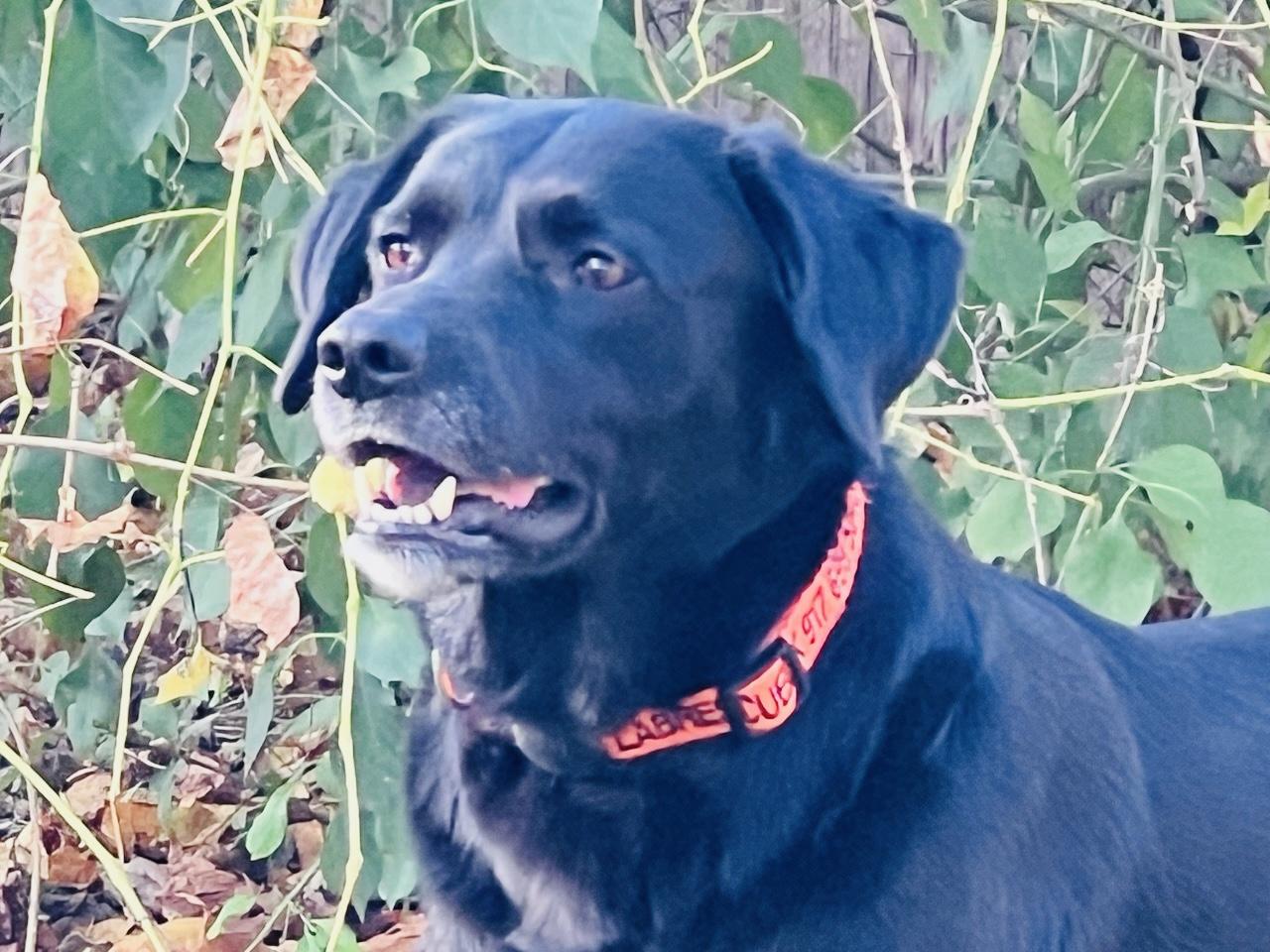 ASH, Adoptable, Adult Female Labrador Retriever.