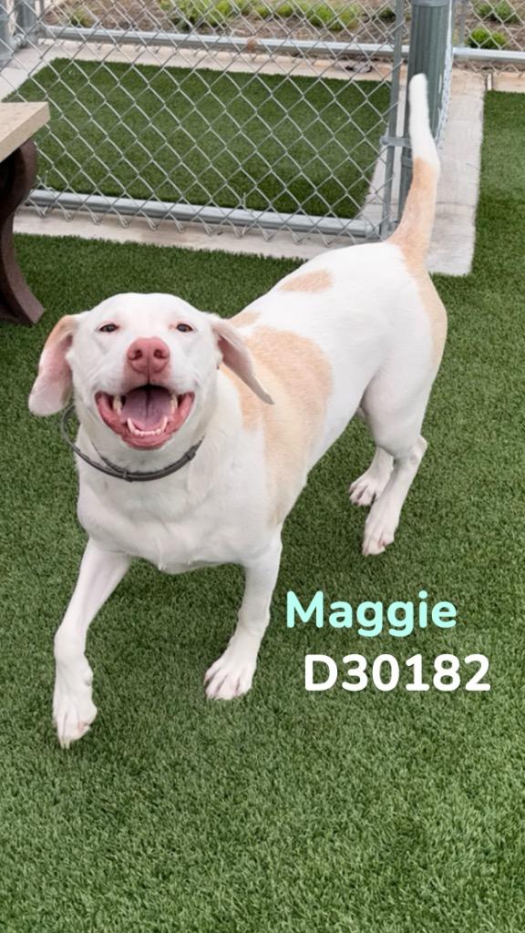 Enlarge Maggie, a Adoptable Hound in Clarksville, TN image 1/2