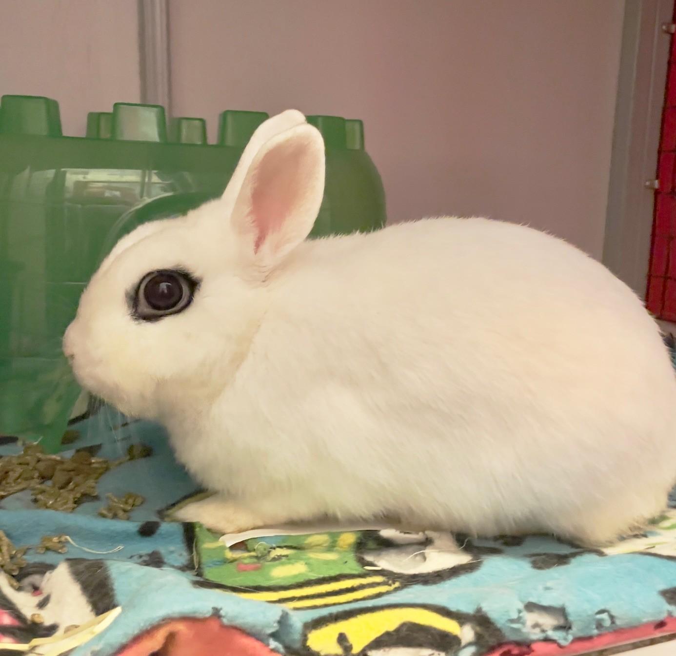 Skillet, ADOPTABLE, Adult Male Hotot.