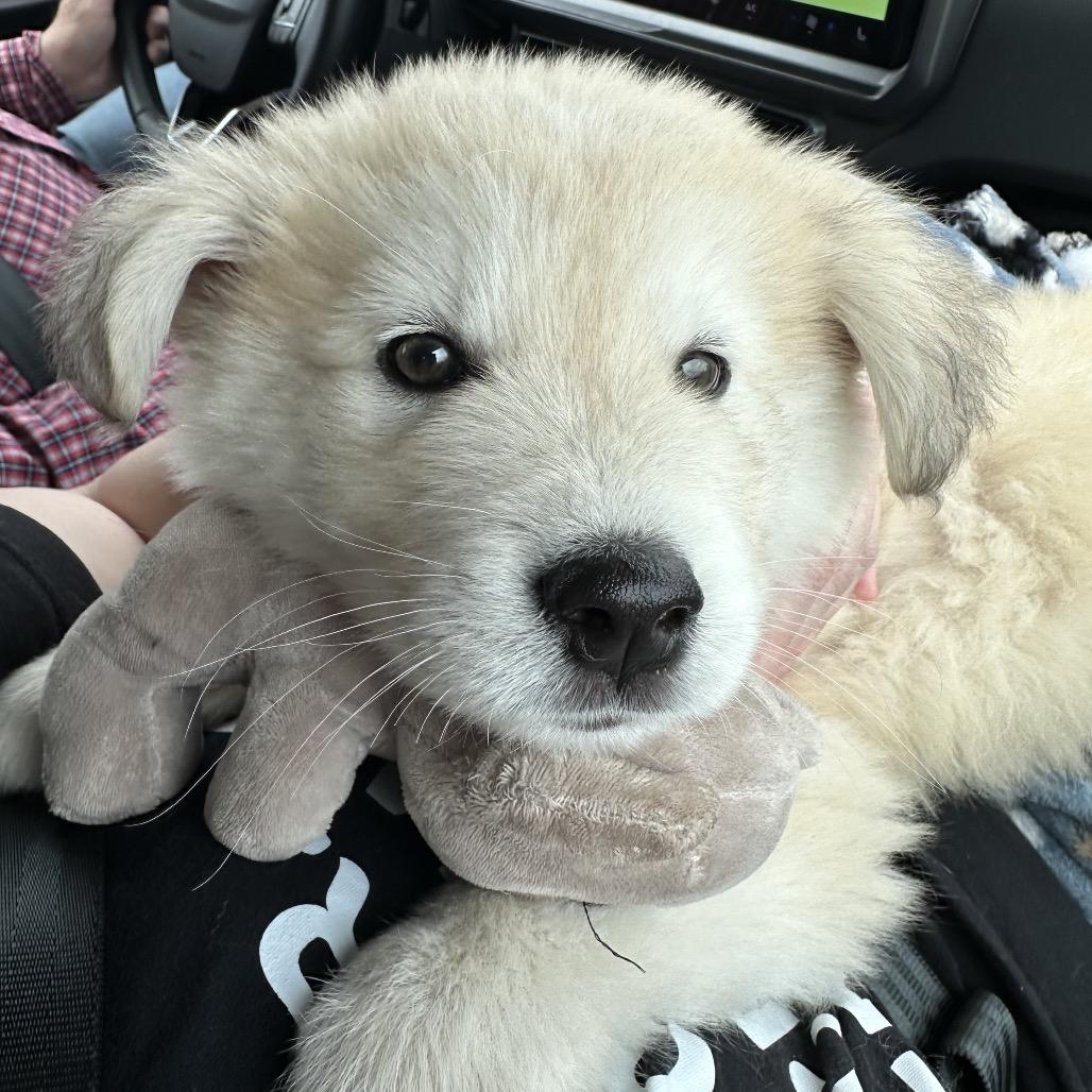 Casper, a Adoptable mixed breed in Brainerd, MN image 2/4