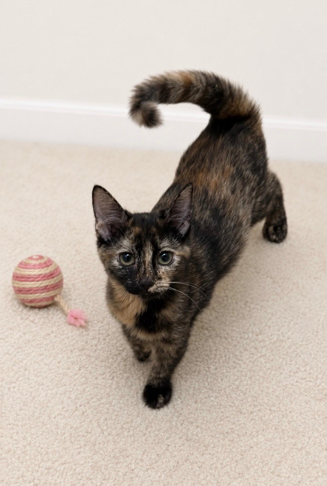 Sara, Adoptable, Kitten Female Tortoiseshell.