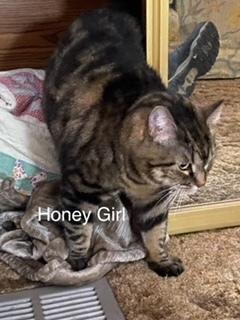 Honey Girl, Adoptable, Adult Female Domestic Short Hair.