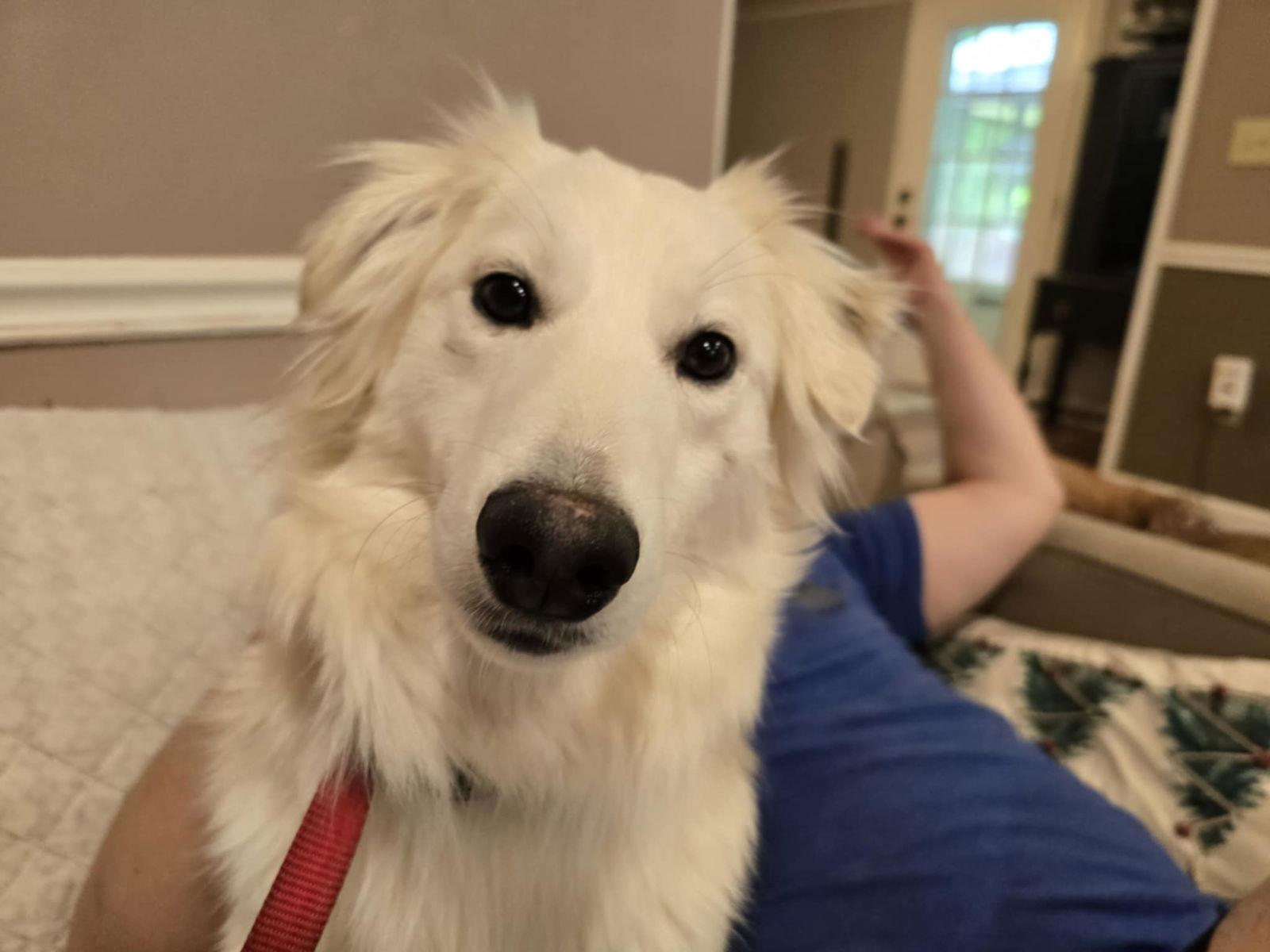 Chibi, Adoptable, Young Male Mixed Breed.