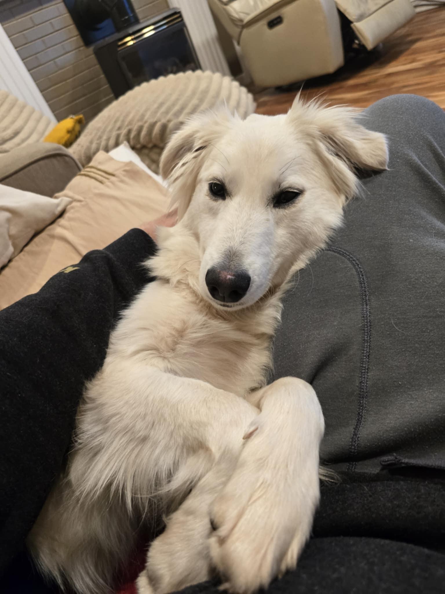 Enlarge Chibi, a Adoptable Mixed Breed in King George, VA image 2/3