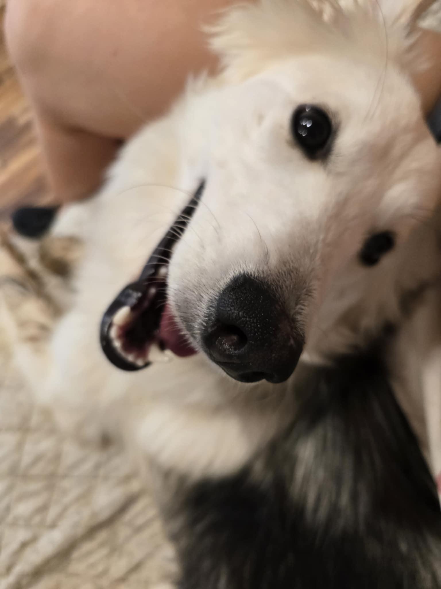 Enlarge Chibi, a Adoptable Mixed Breed in King George, VA image 3/3