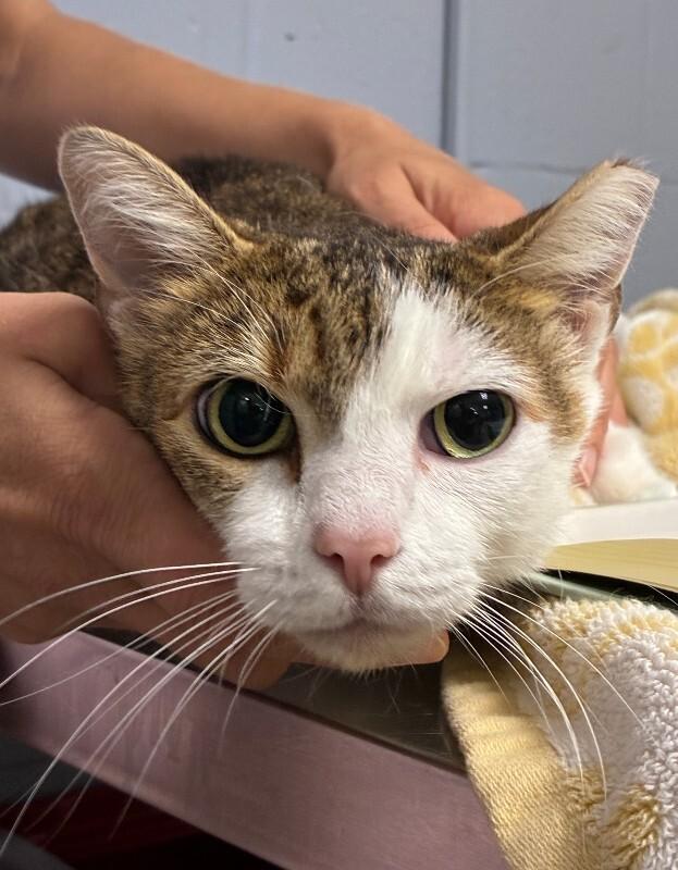 Enlarge Bonanza, a Adoptable Domestic Short Hair in Cincinnati, OH image 1/2