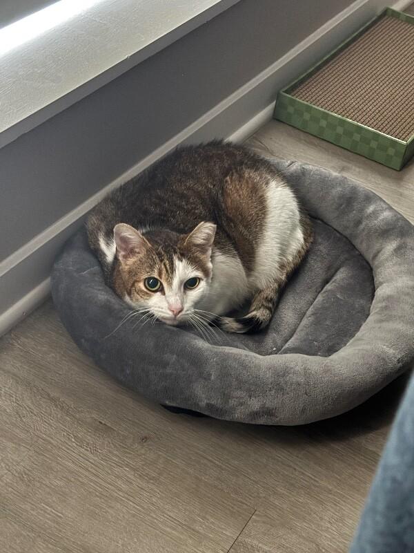 Enlarge Bonanza, a Adoptable Domestic Short Hair in Cincinnati, OH image 2/2
