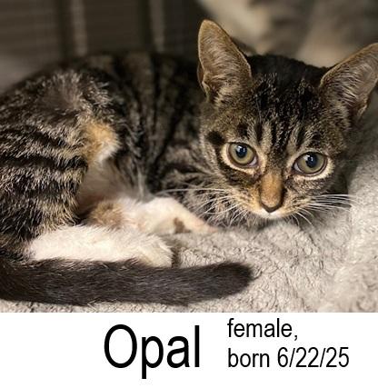 Opal, Adoptable, Young Female Domestic Short Hair.