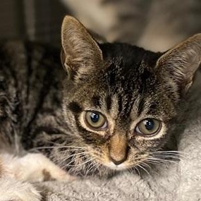 Opal, a Adoptable Domestic Short Hair in Ocean Isle Beach, NC image 2/2