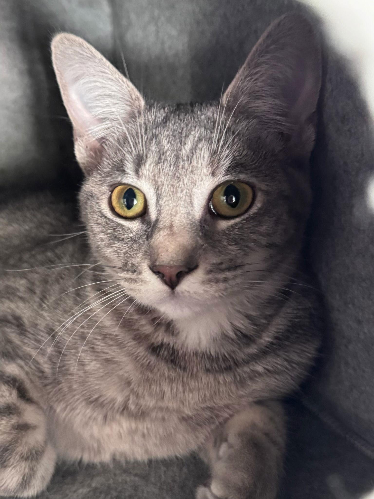 Enlarge Clara-Bell (& Tom), a Adoptable Domestic Short Hair in Castro Valley, CA image 1/1