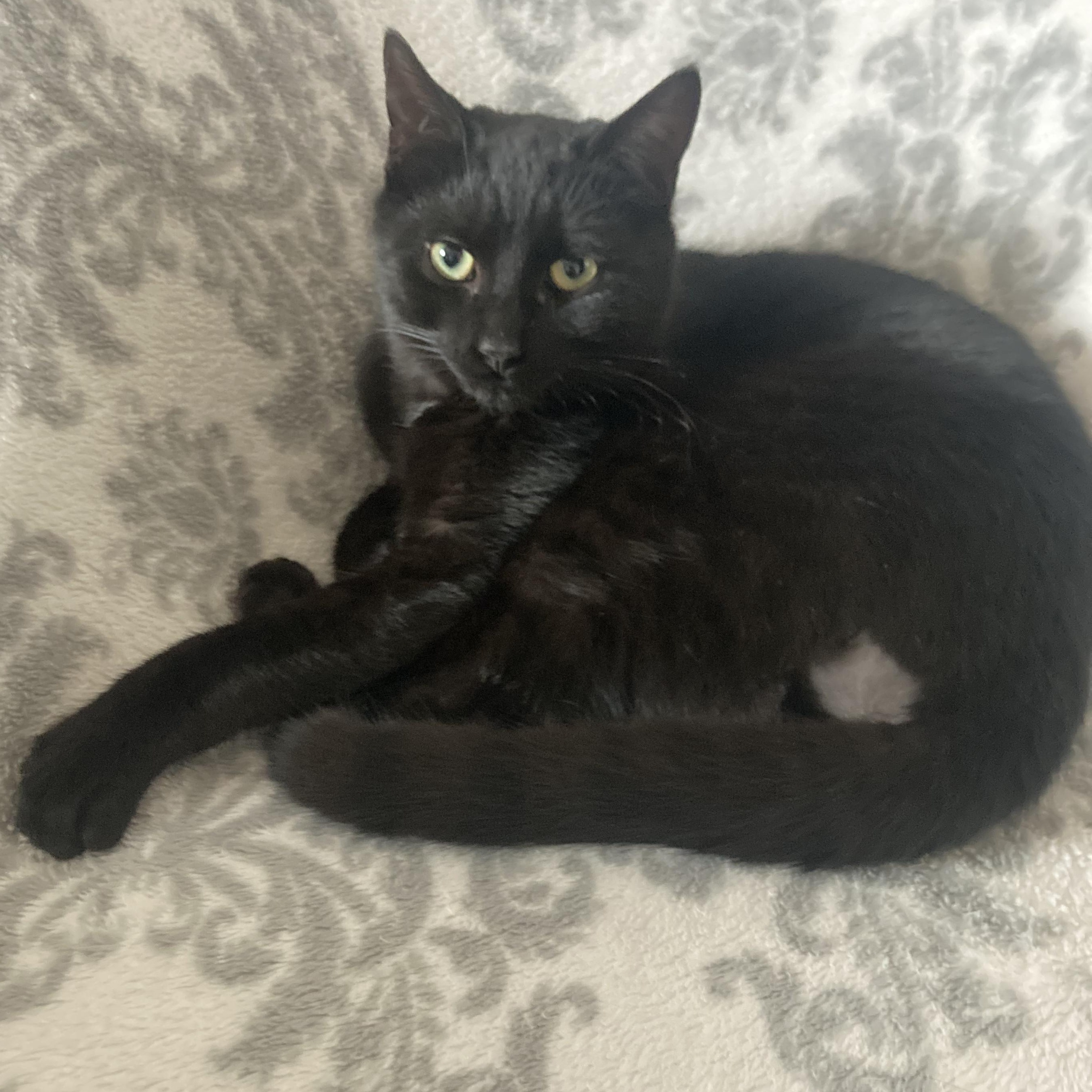 Enlarge Murphy, an adopted Domestic Short Hair in Sewell, NJ image 1/3