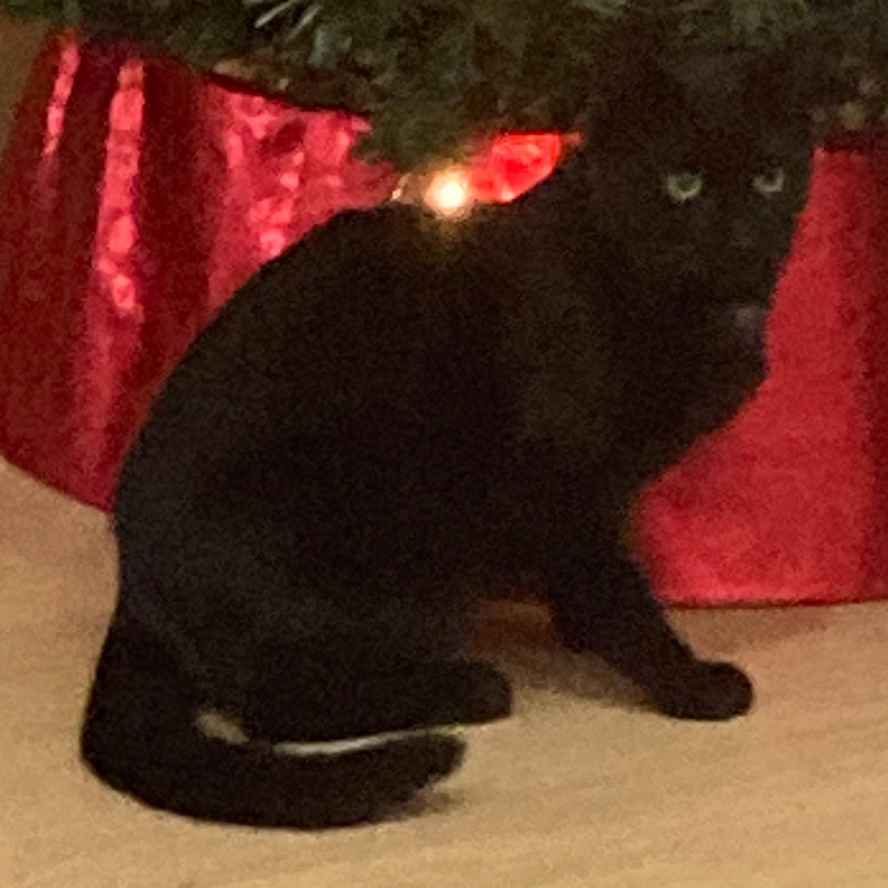 Enlarge Murphy, an adopted Domestic Short Hair in Sewell, NJ image 3/3