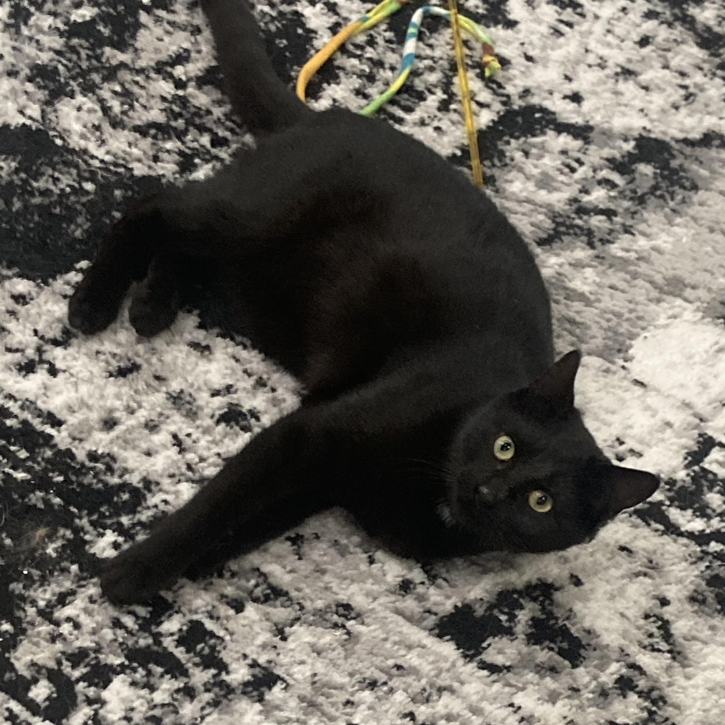 Enlarge Murphy, an adopted Domestic Short Hair in Sewell, NJ image 2/3