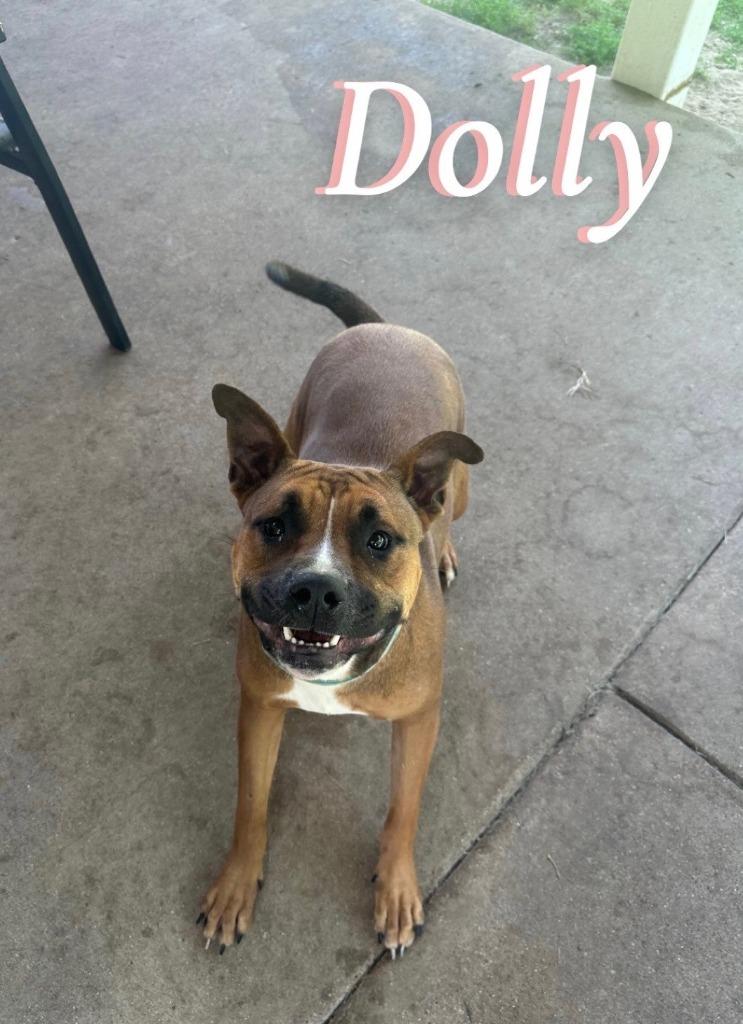 DOLLY, Adoptable, Adult Female Pit Bull Terrier & Labrador Retriever.