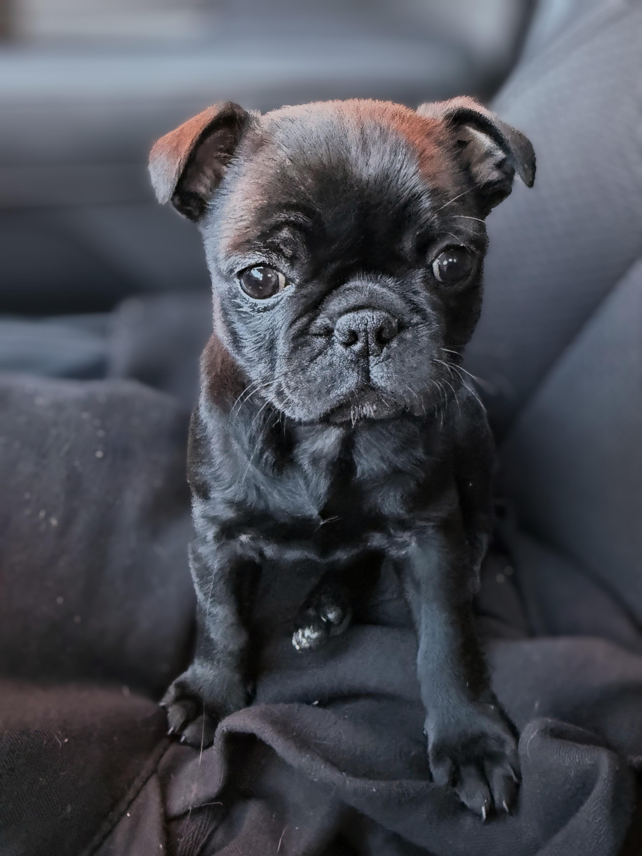 Enlarge Belle - Phoenix area, a ADOPTABLE mixed breed in Mayer, AZ image 4/5