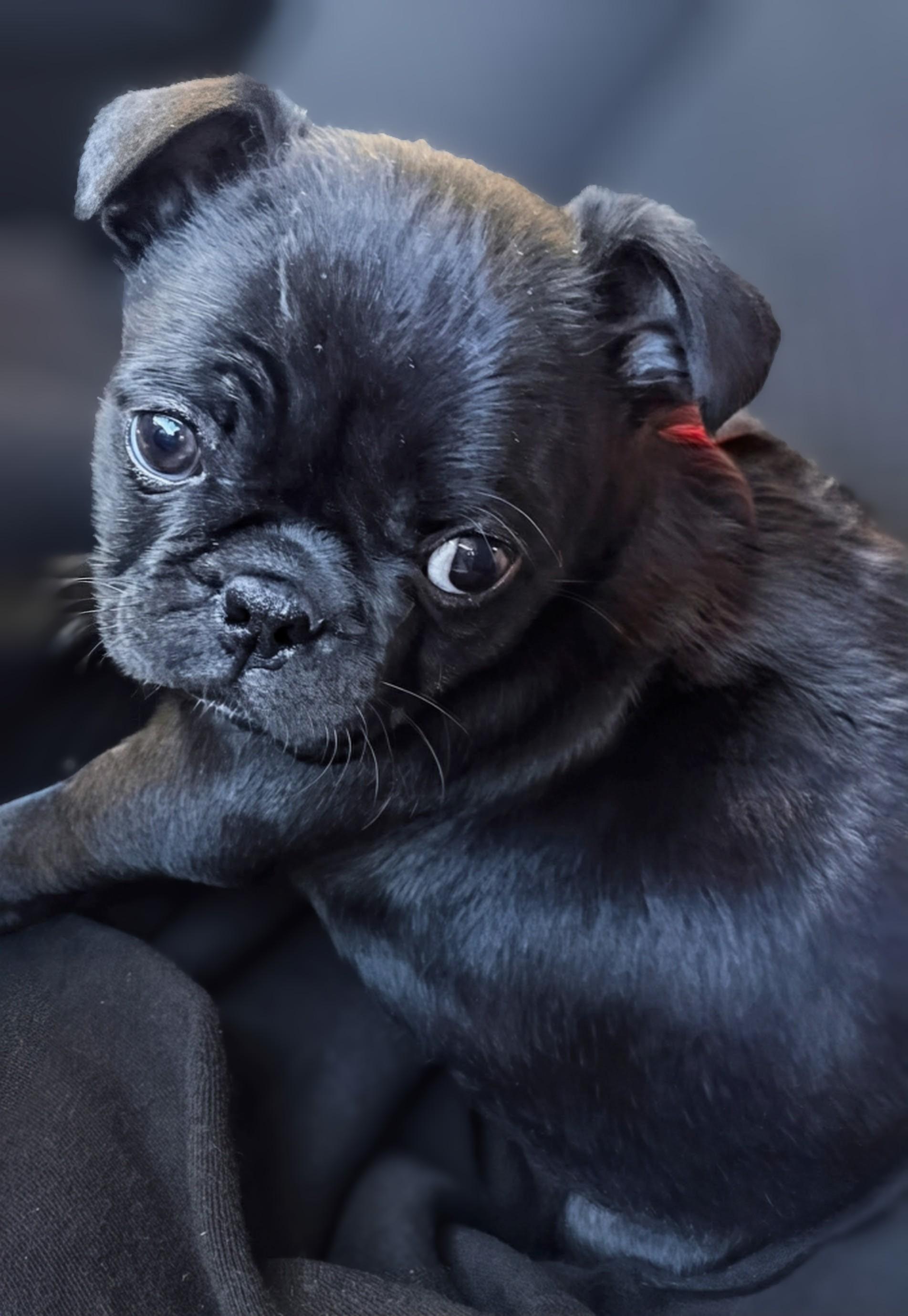 Enlarge Belle - Phoenix area, a ADOPTABLE mixed breed in Mayer, AZ image 2/5