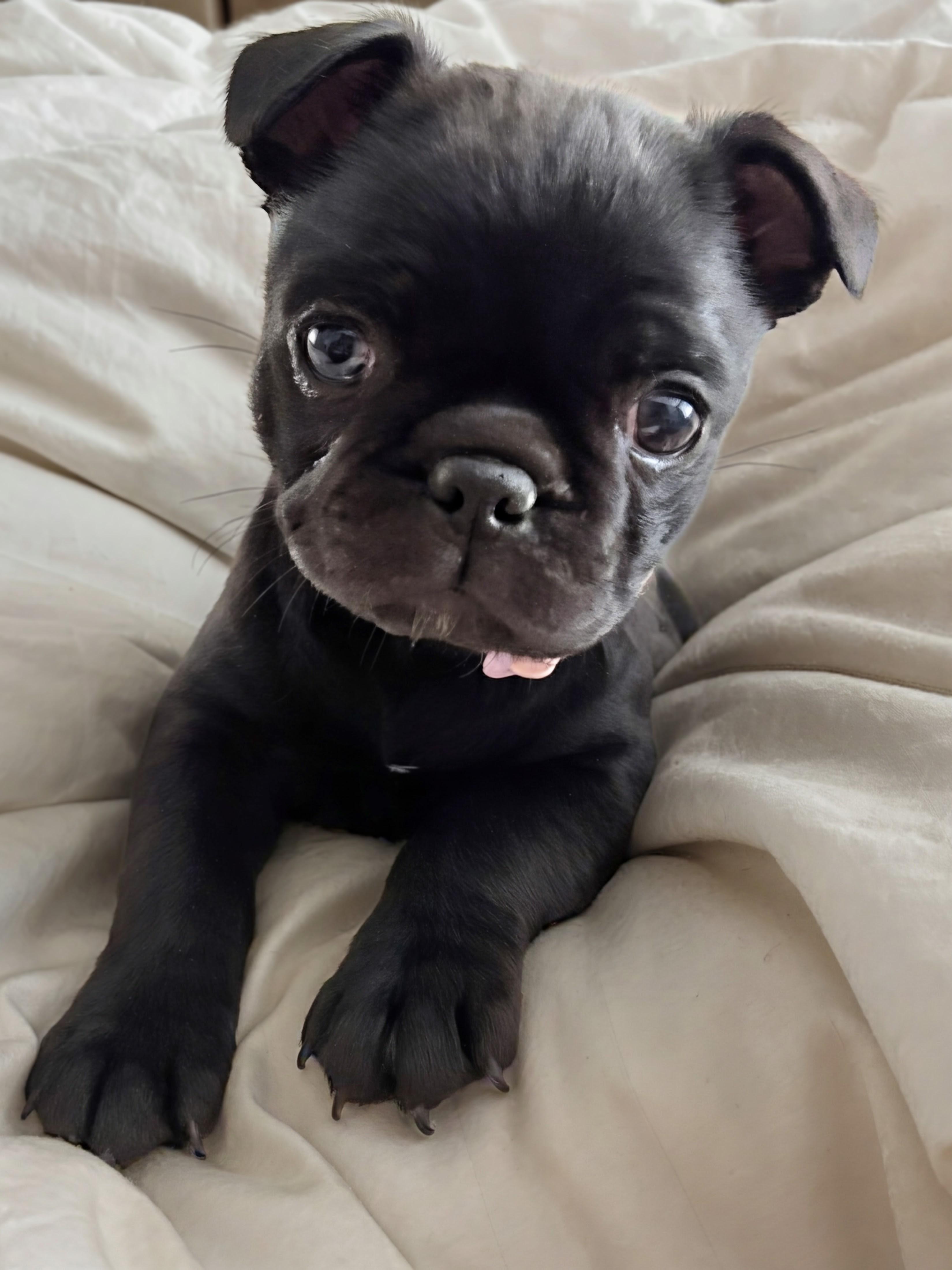 Belle - Phoenix area, ADOPTABLE, Puppy Female Boston Terrier & Pug.