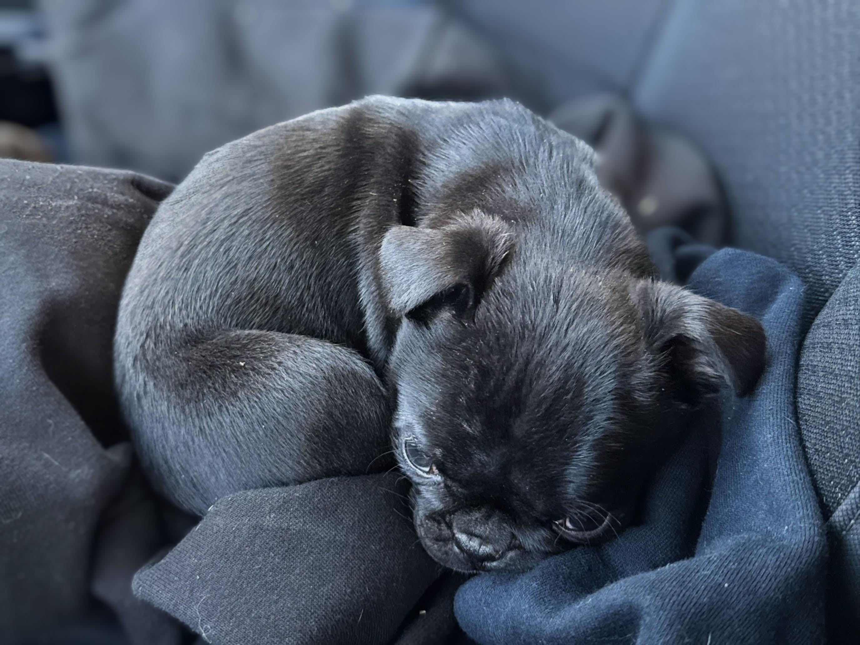 Enlarge Belle - Phoenix area, a ADOPTABLE mixed breed in Mayer, AZ image 3/5