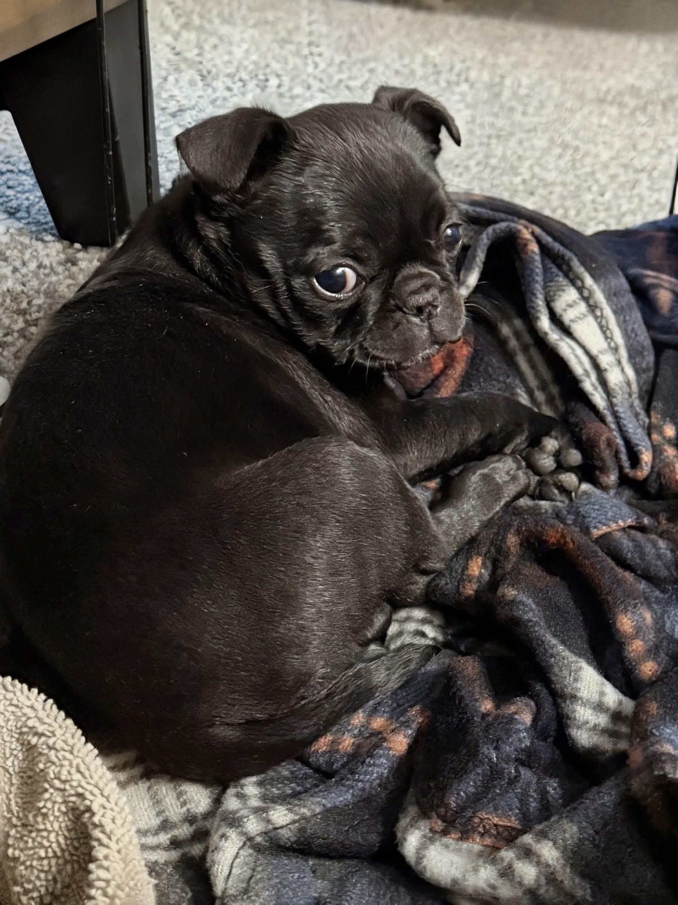 Enlarge Belle - Phoenix area, a ADOPTABLE mixed breed in Mayer, AZ image 5/5