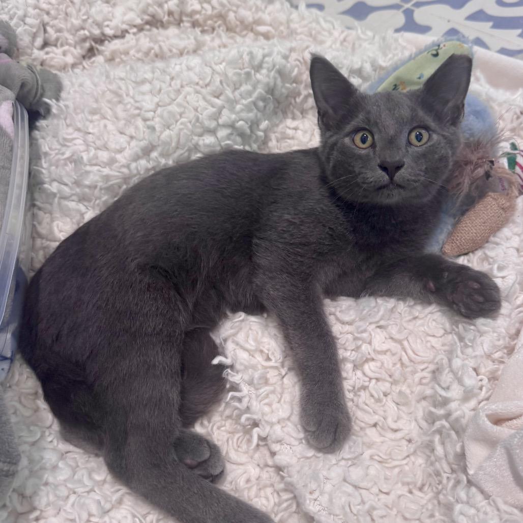 Thor A25-227, a Adoptable mixed breed in SANTA ROSA BEACH, FL image 3/5