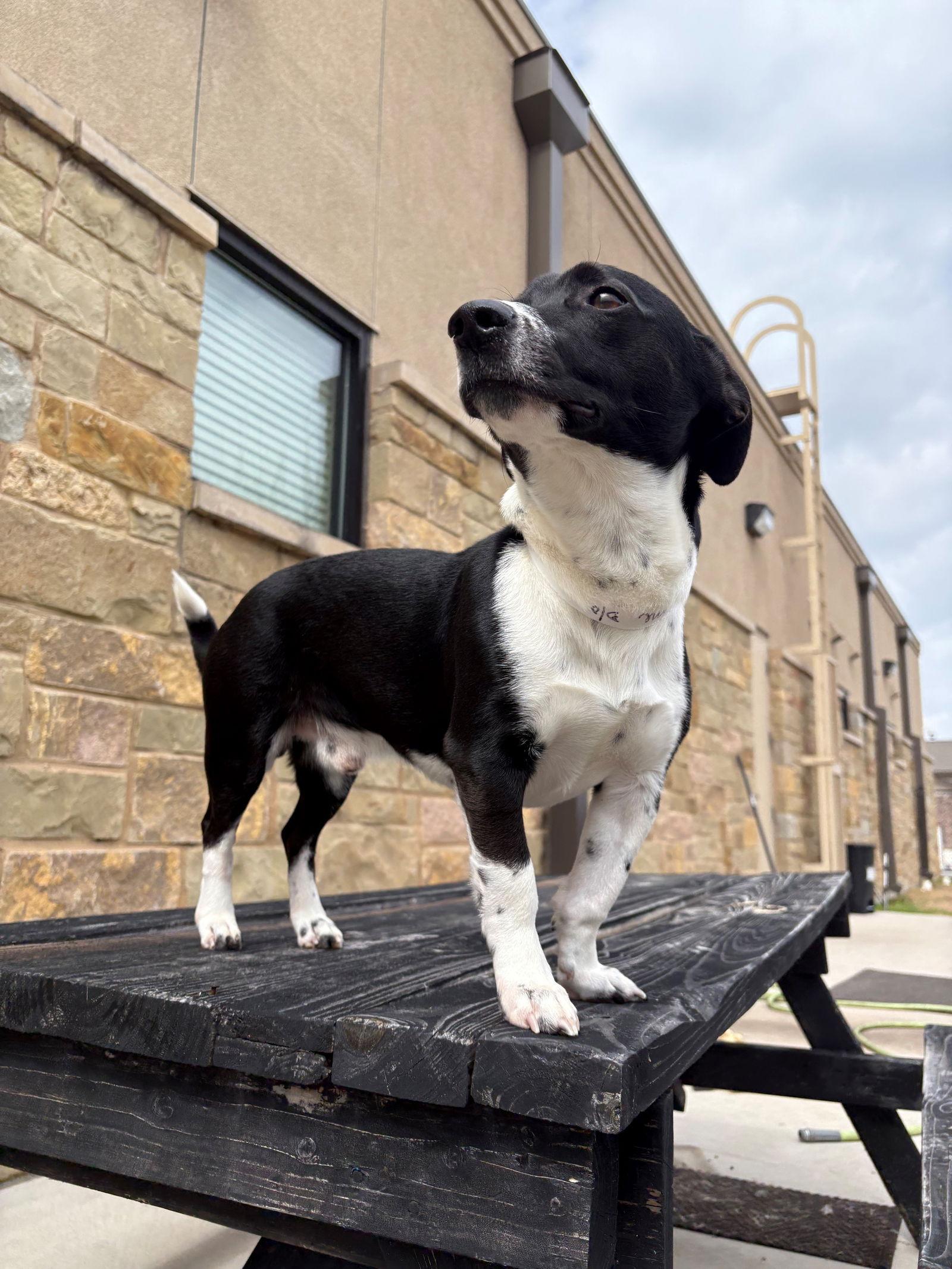 Ranger Thorne, Adoptable, Young Male Dachshund.