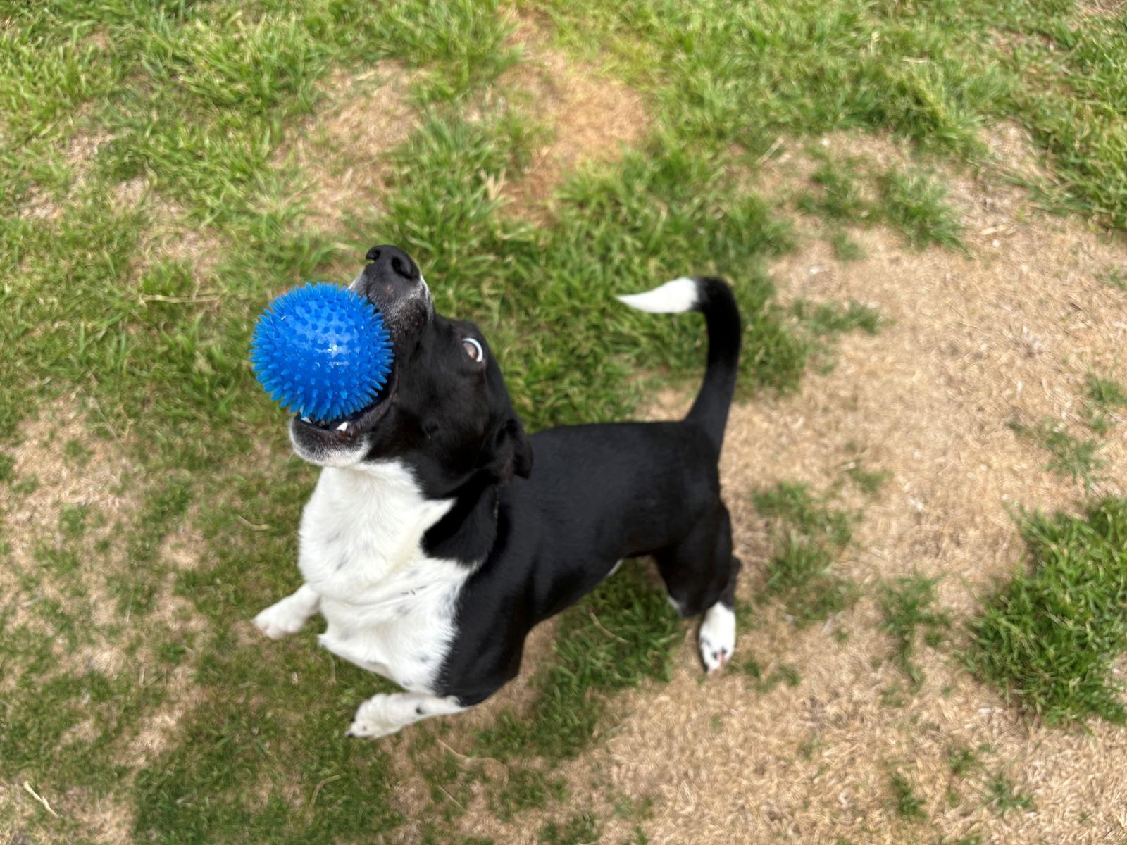 Enlarge Ranger Thorne, a Adopted Dachshund in Austin, TX image 2/3