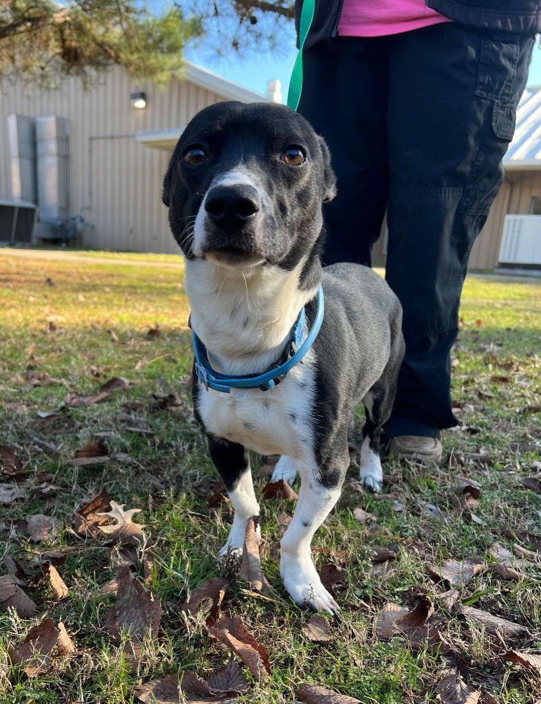 Enlarge Ranger Thorne, a Adopted Dachshund in Austin, TX image 3/3